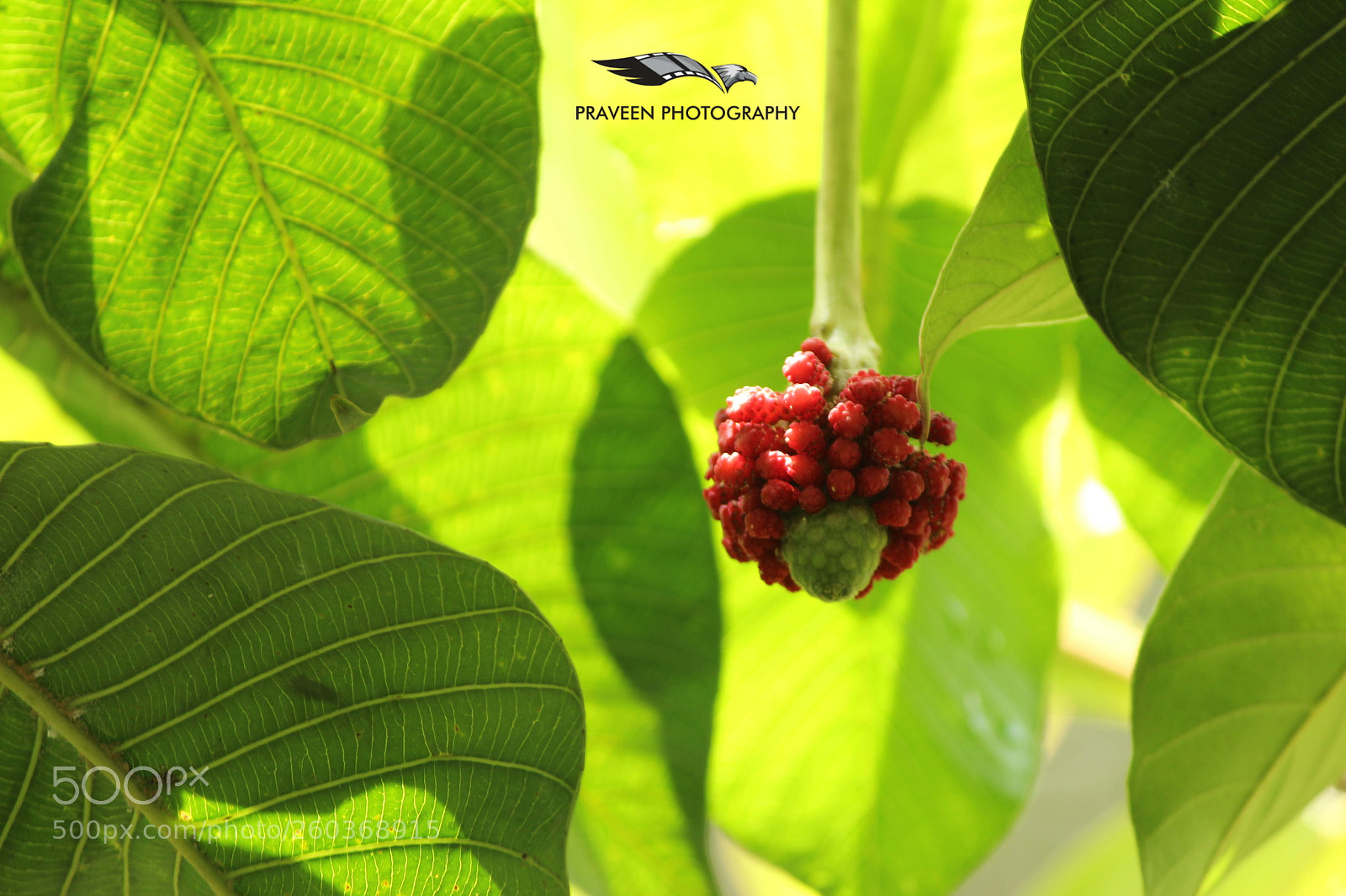 Canon EF-S 55-250mm F4-5.6 IS II sample photo. Green leafs with red photography