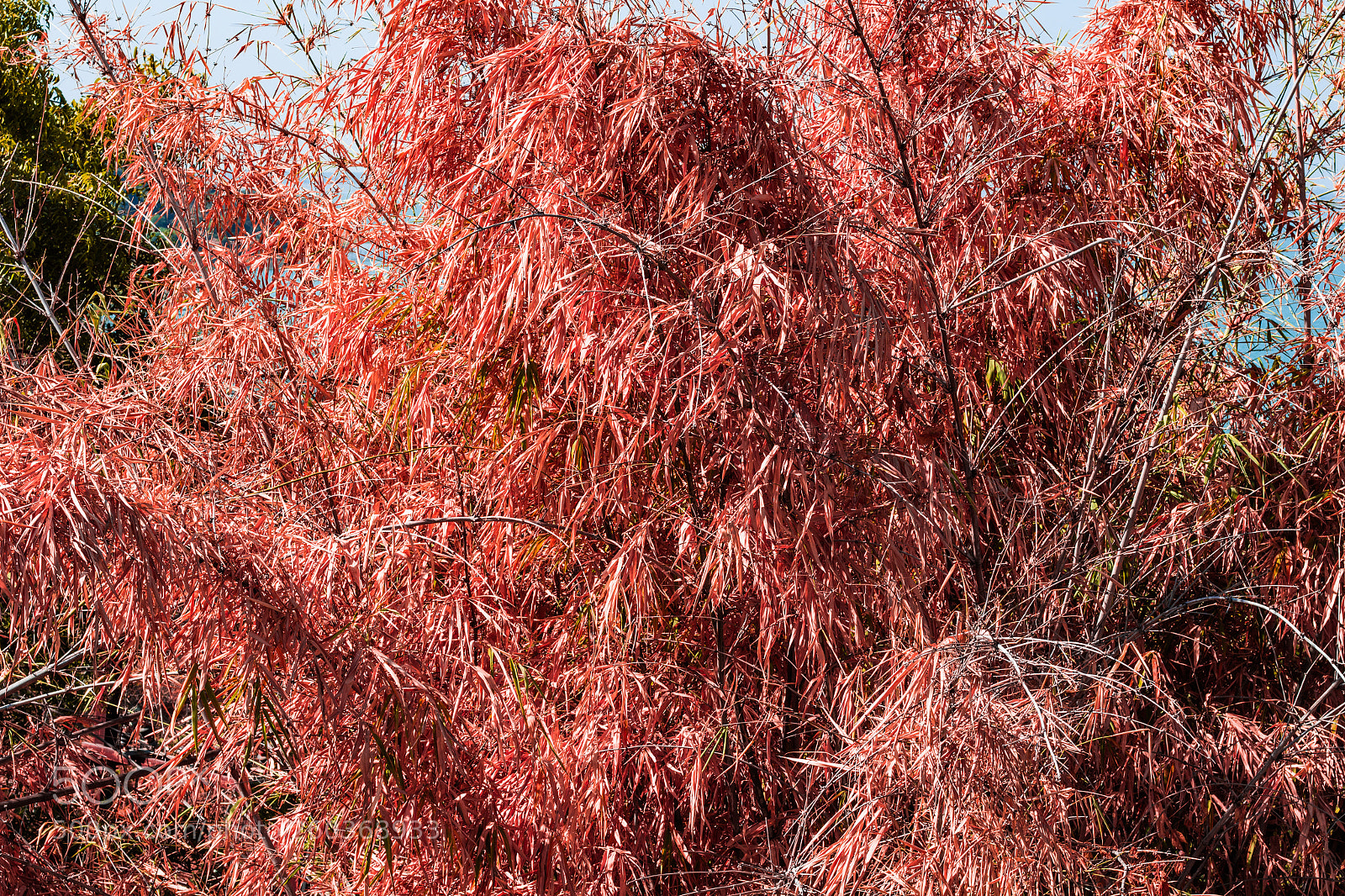 Canon EOS 700D (EOS Rebel T5i / EOS Kiss X7i) sample photo. Pink leaves photography