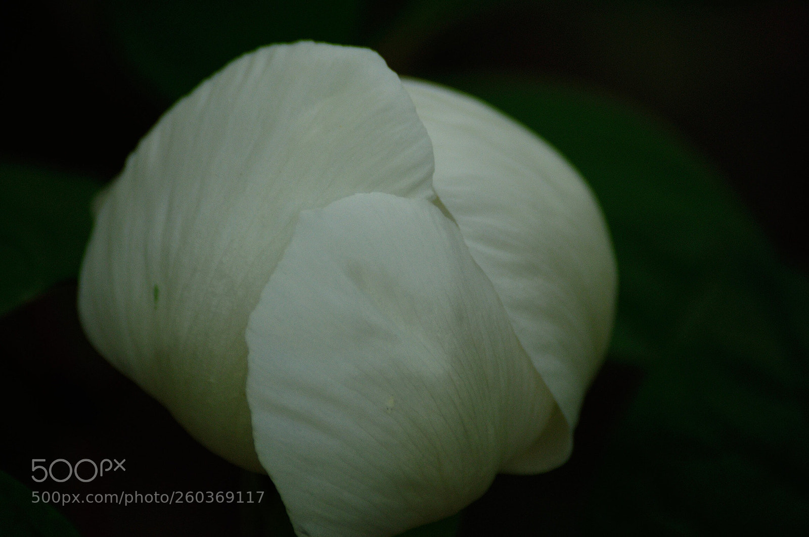 Nikon D90 sample photo. White photography