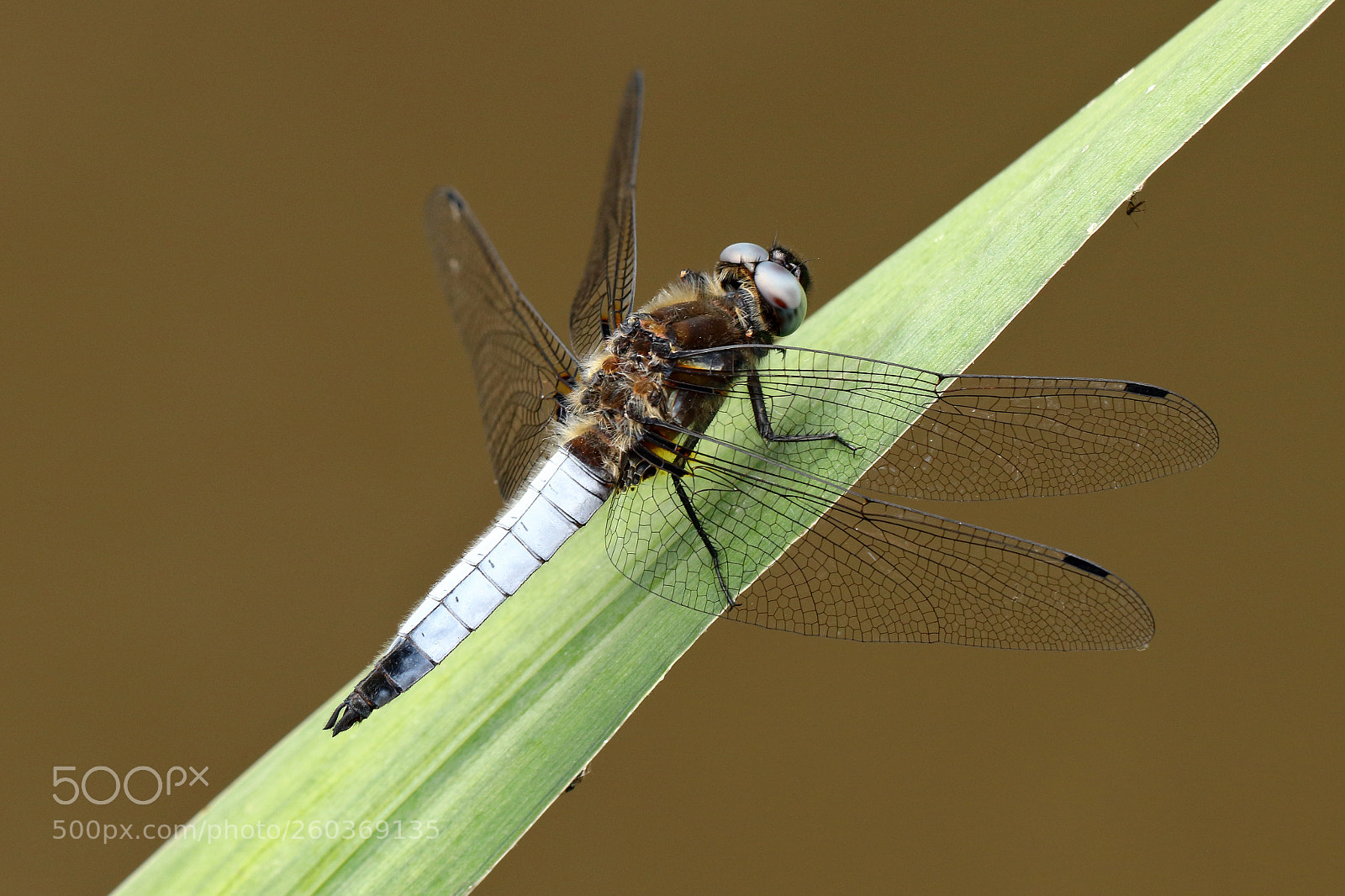 Canon EOS 80D sample photo. Black-tailed skimmer photography