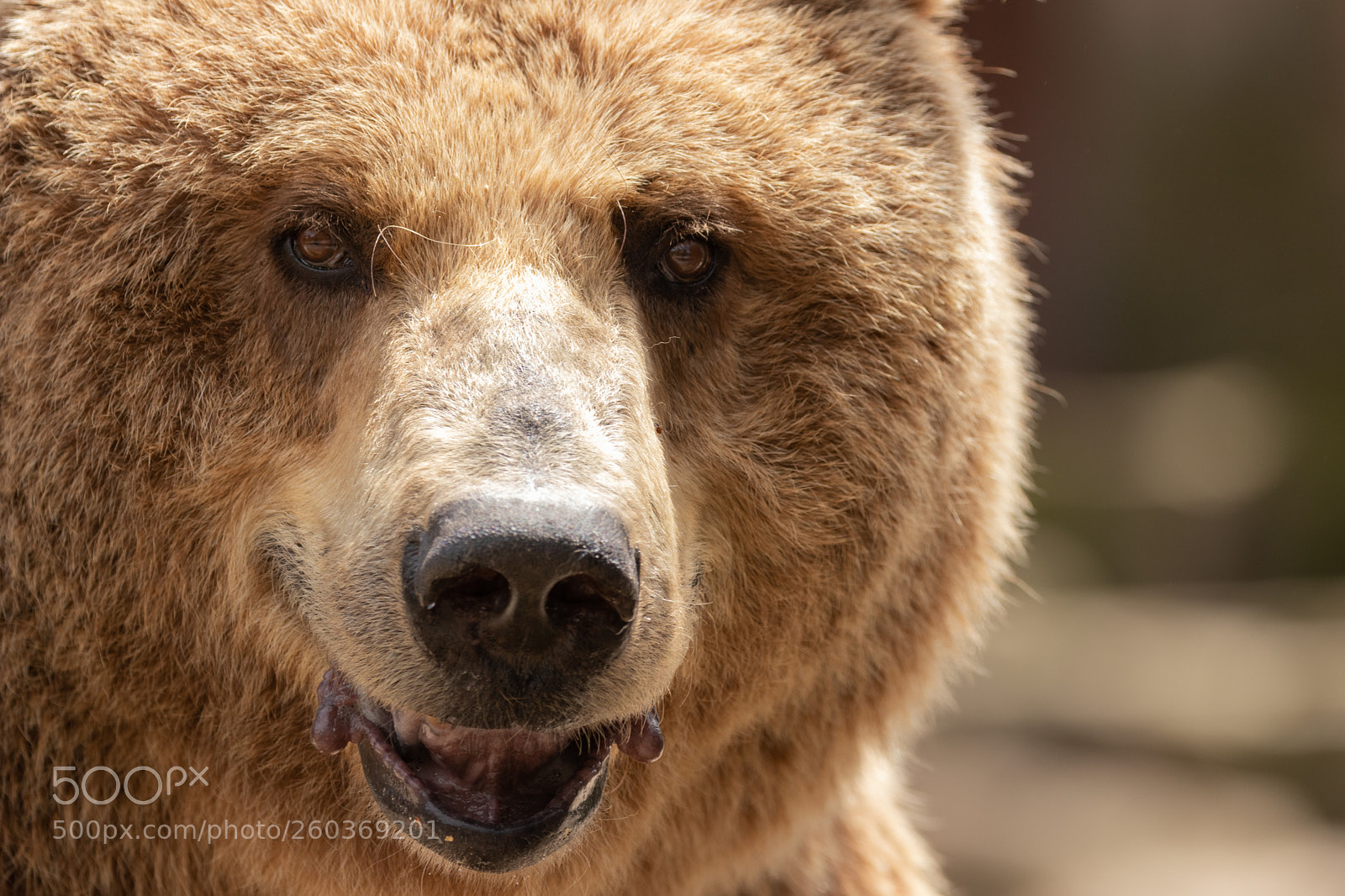 Canon EOS 80D sample photo. Brown bear  see you photography