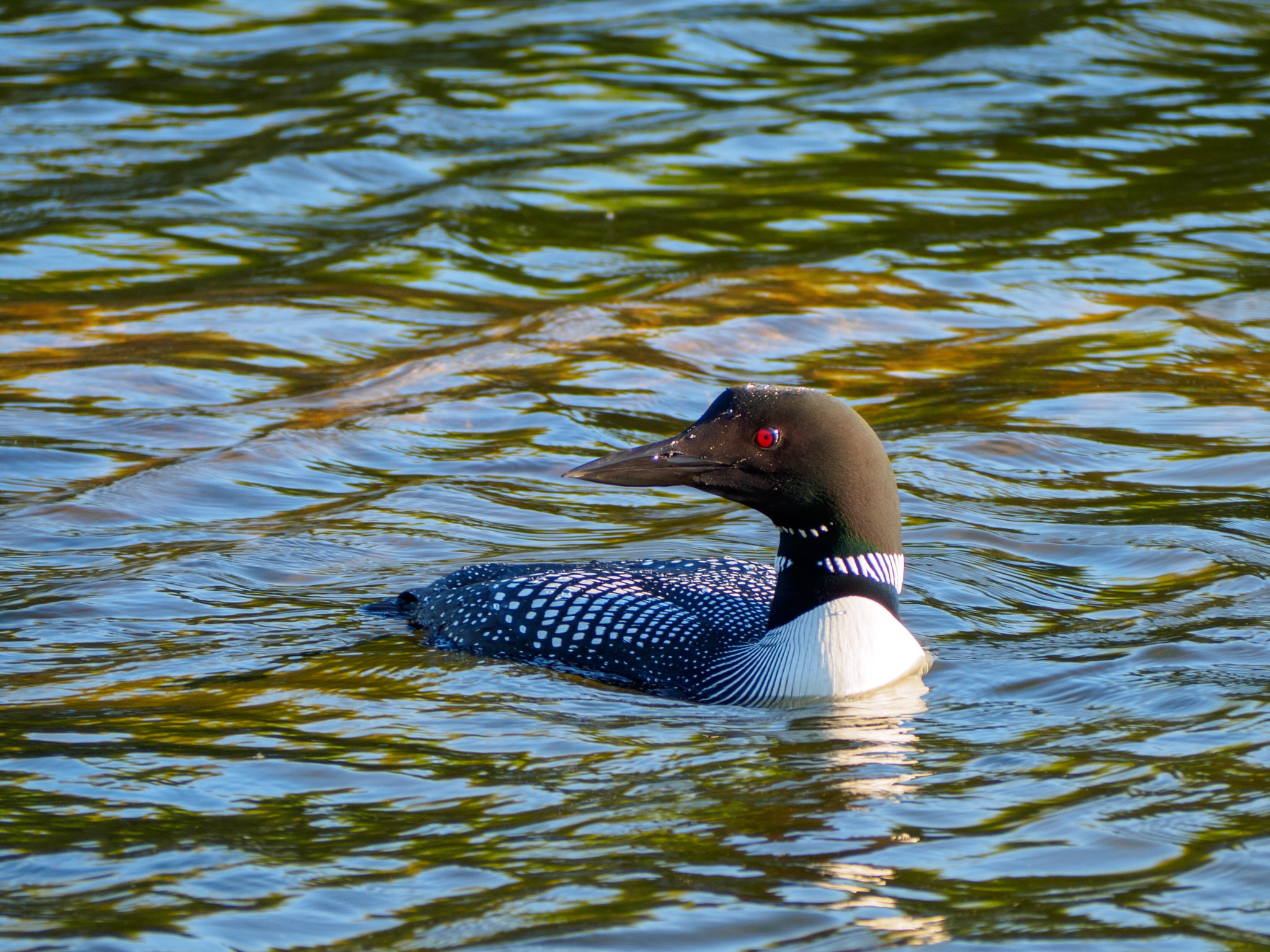 Olympus OM-D E-M10 III sample photo. Loon on the lake  photography