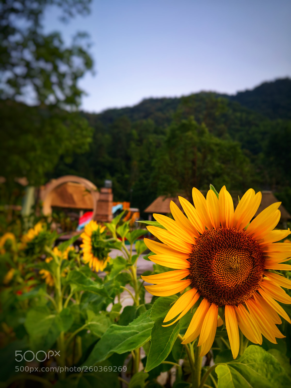 HUAWEI Mate 10 Pro sample photo. Untitled photography