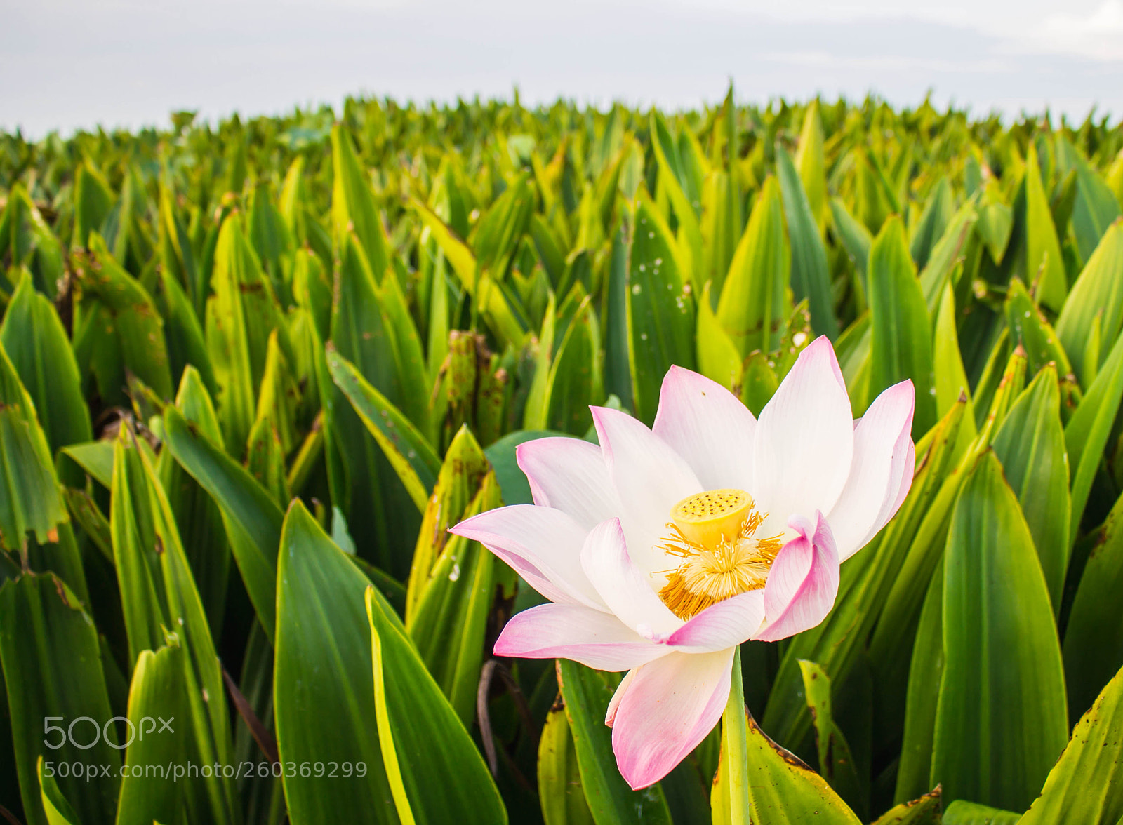 Canon EOS 1100D (EOS Rebel T3 / EOS Kiss X50) sample photo. Blooming pink lotus among photography