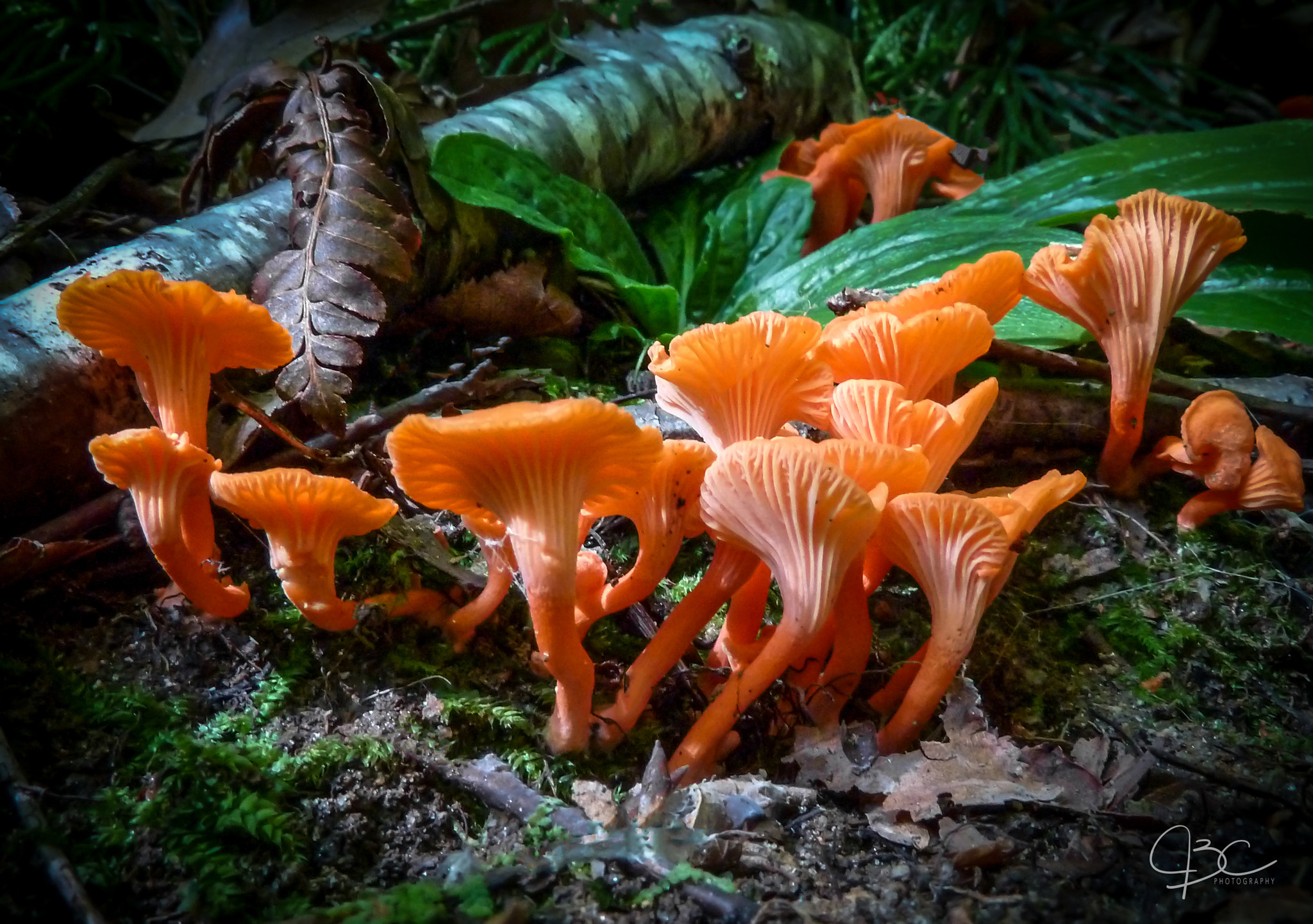 Panasonic Lumix DMC-ZS7 (Lumix DMC-TZ10) sample photo. Chantrelles photography