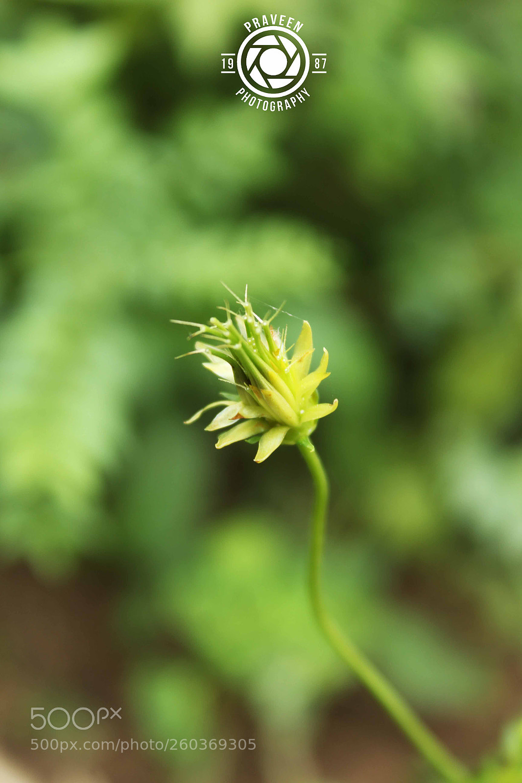Canon EOS 1200D (EOS Rebel T5 / EOS Kiss X70 / EOS Hi) sample photo. Small flower photography