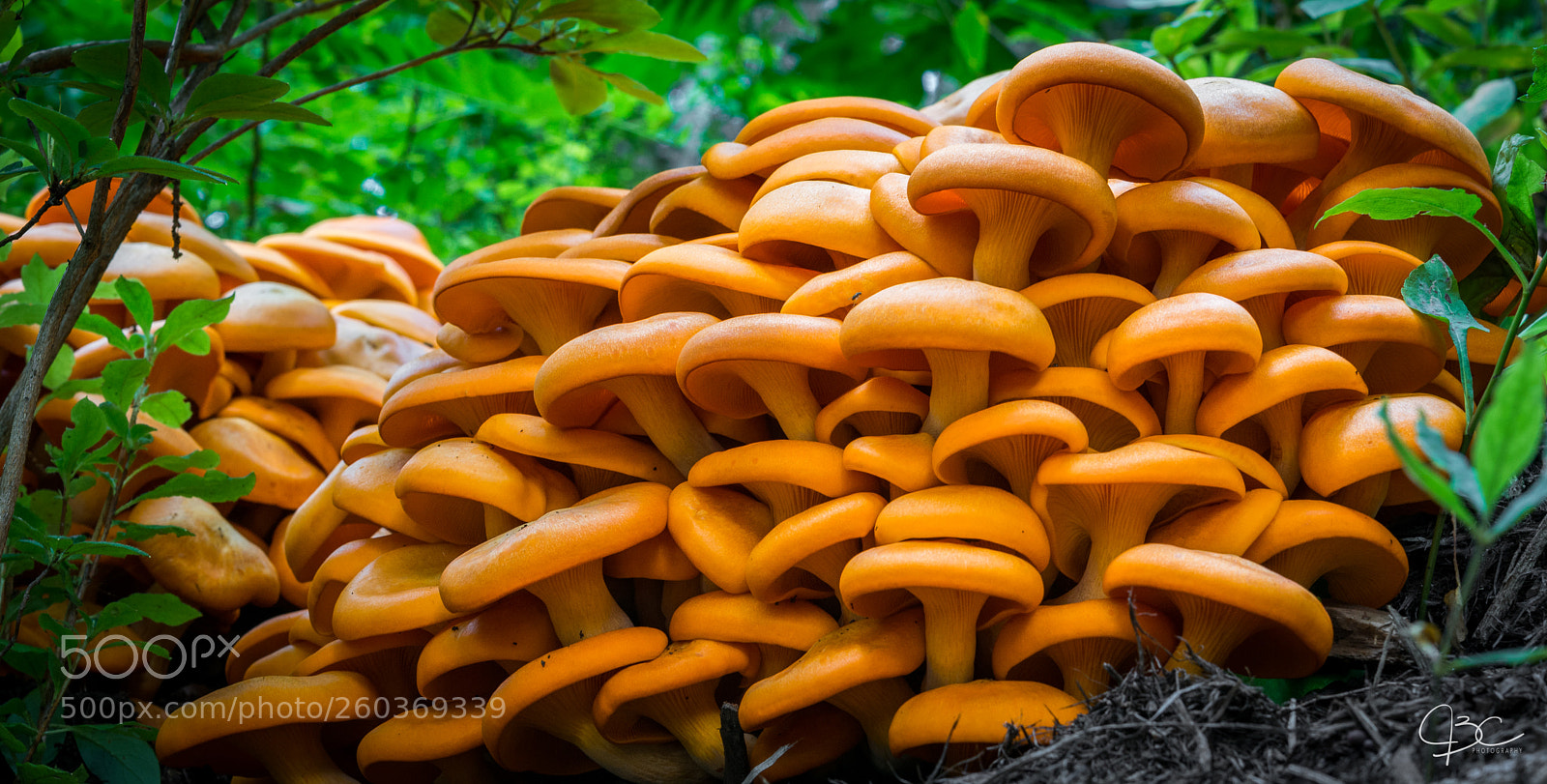 Nikon D800 sample photo. Stack o shrooms photography