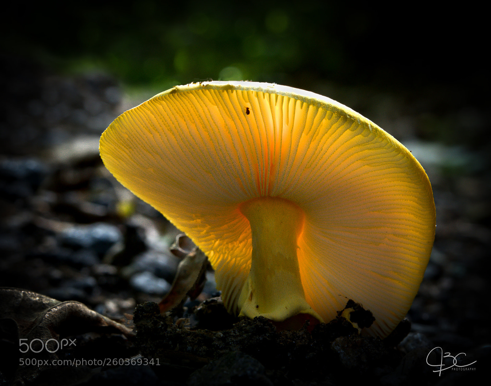 Nikon D800 sample photo. Schroom photography