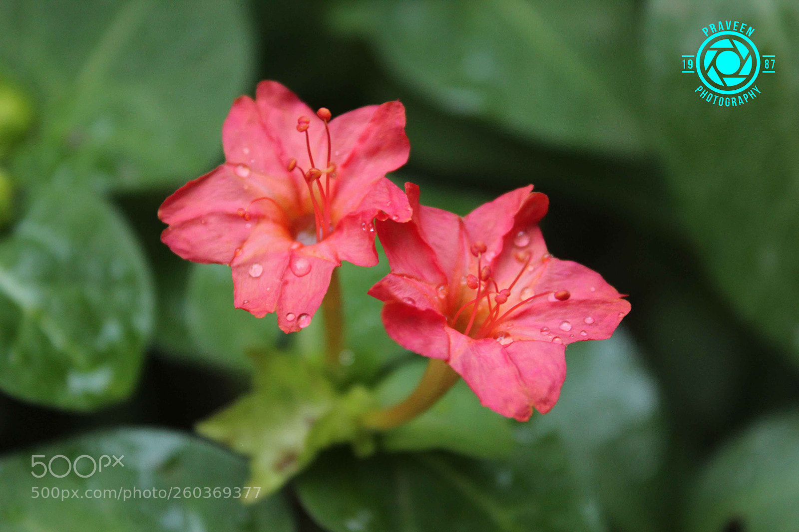 Canon EOS 1200D (EOS Rebel T5 / EOS Kiss X70 / EOS Hi) sample photo. Twin red flowers photography