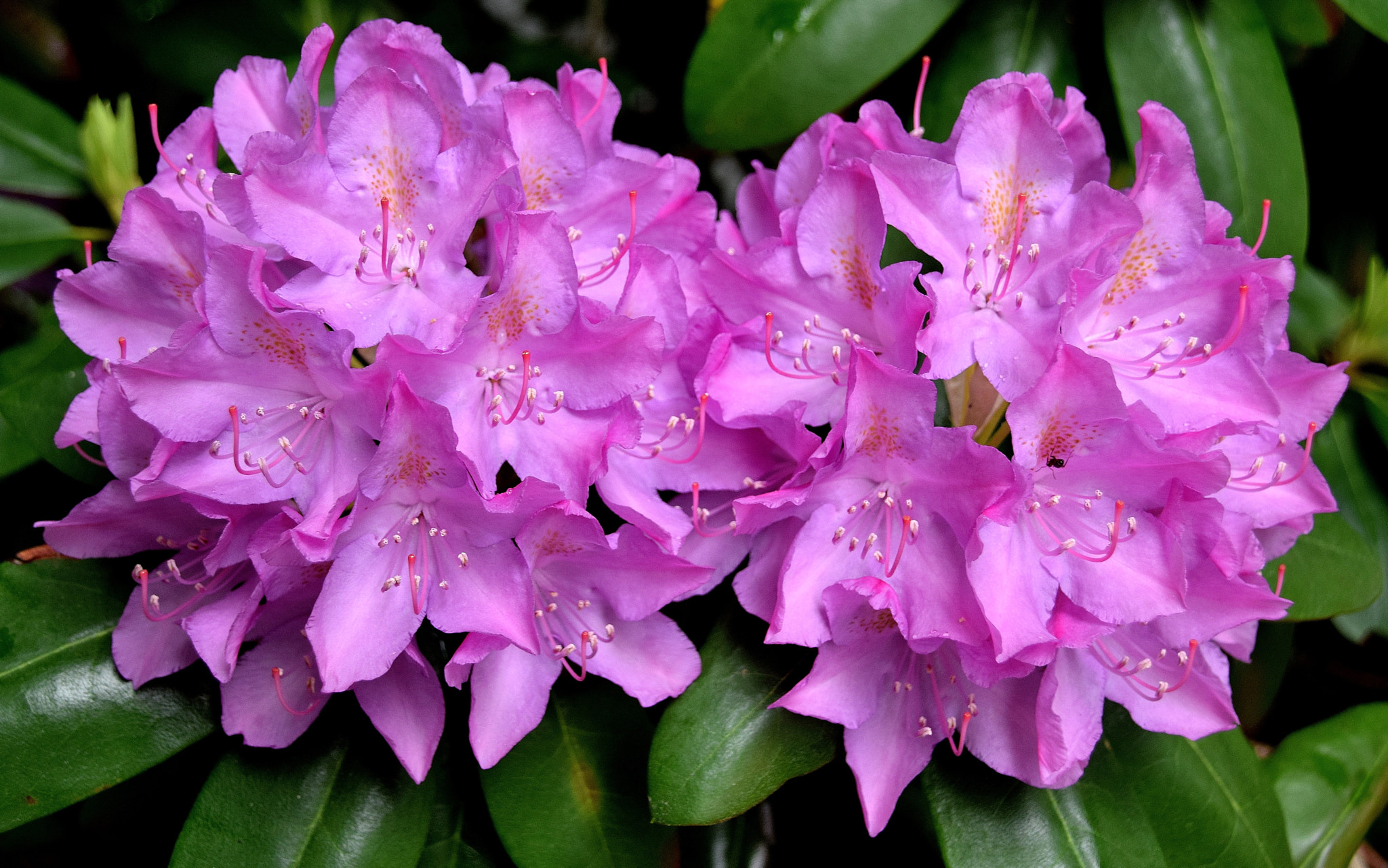 Nikon D5300 + Sigma 18-250mm F3.5-6.3 DC Macro OS HSM sample photo. Early summer blooms photography