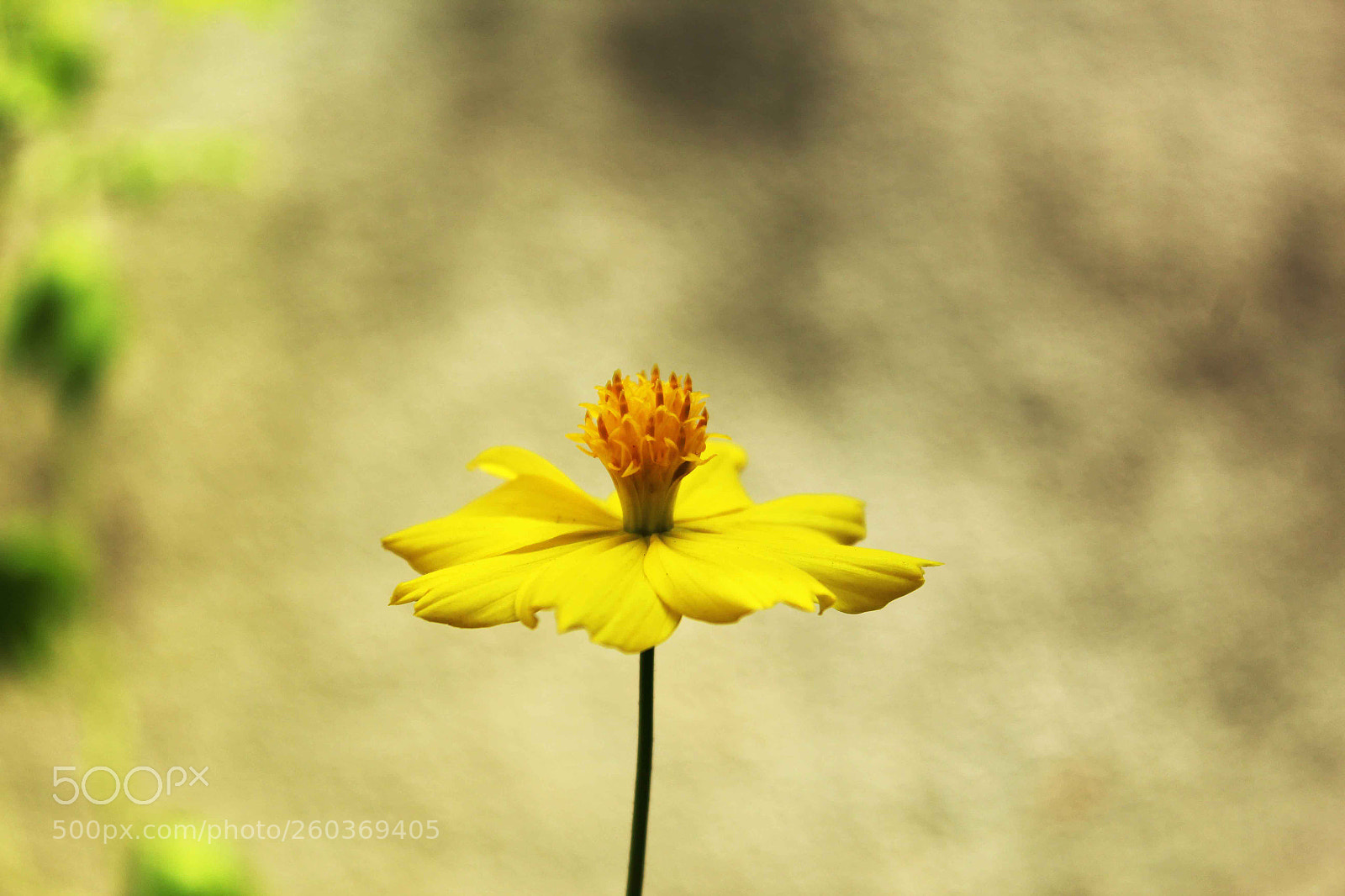 Canon EOS 1200D (EOS Rebel T5 / EOS Kiss X70 / EOS Hi) sample photo. Yellow flower photography