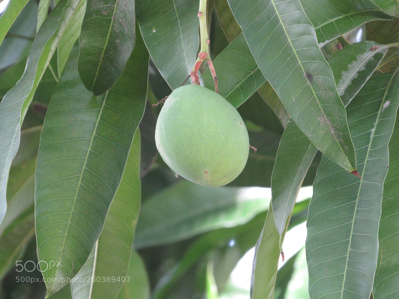 Canon PowerShot SX530 HS sample photo. [] photography