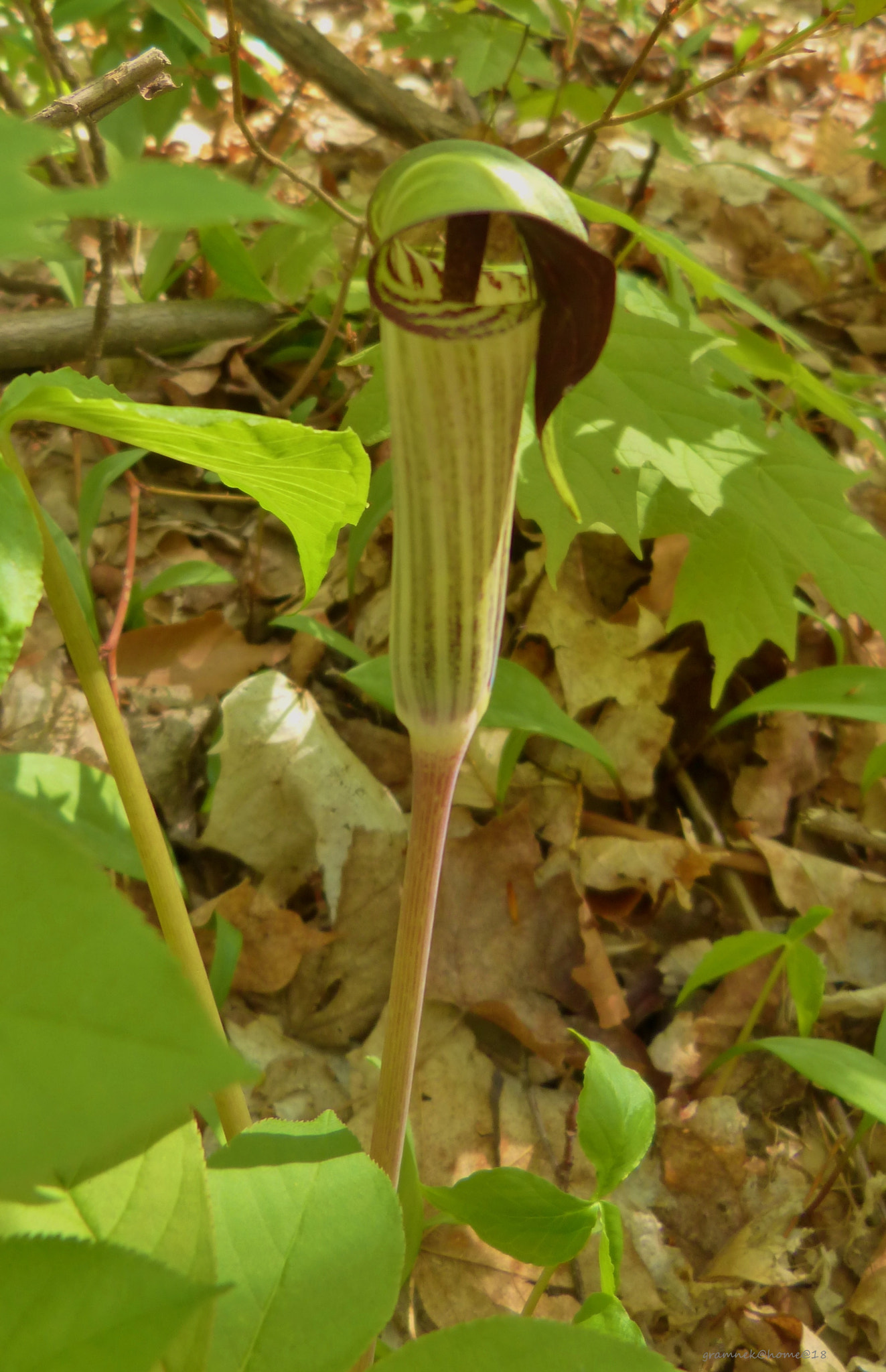 Panasonic Lumix DMC-FZ60 (Lumix DMC-FZ62) sample photo. Jack in the pulpit photography