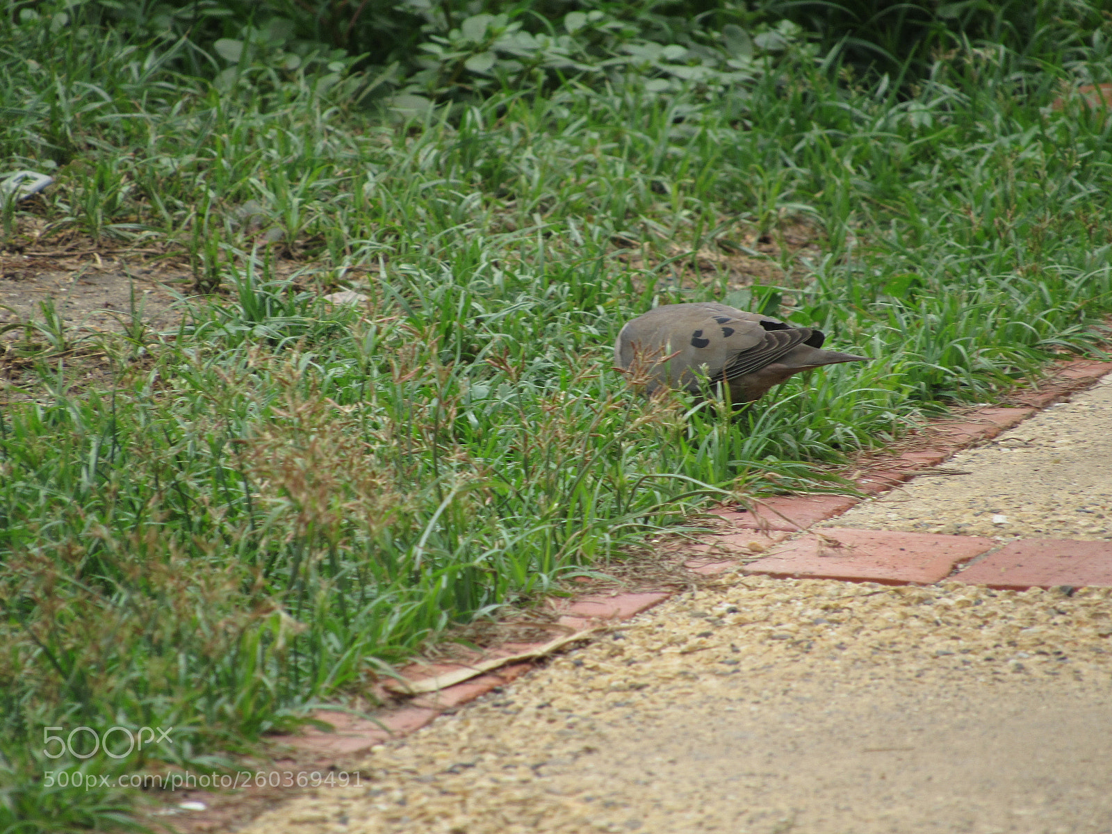 Canon PowerShot SX530 HS sample photo. [] photography