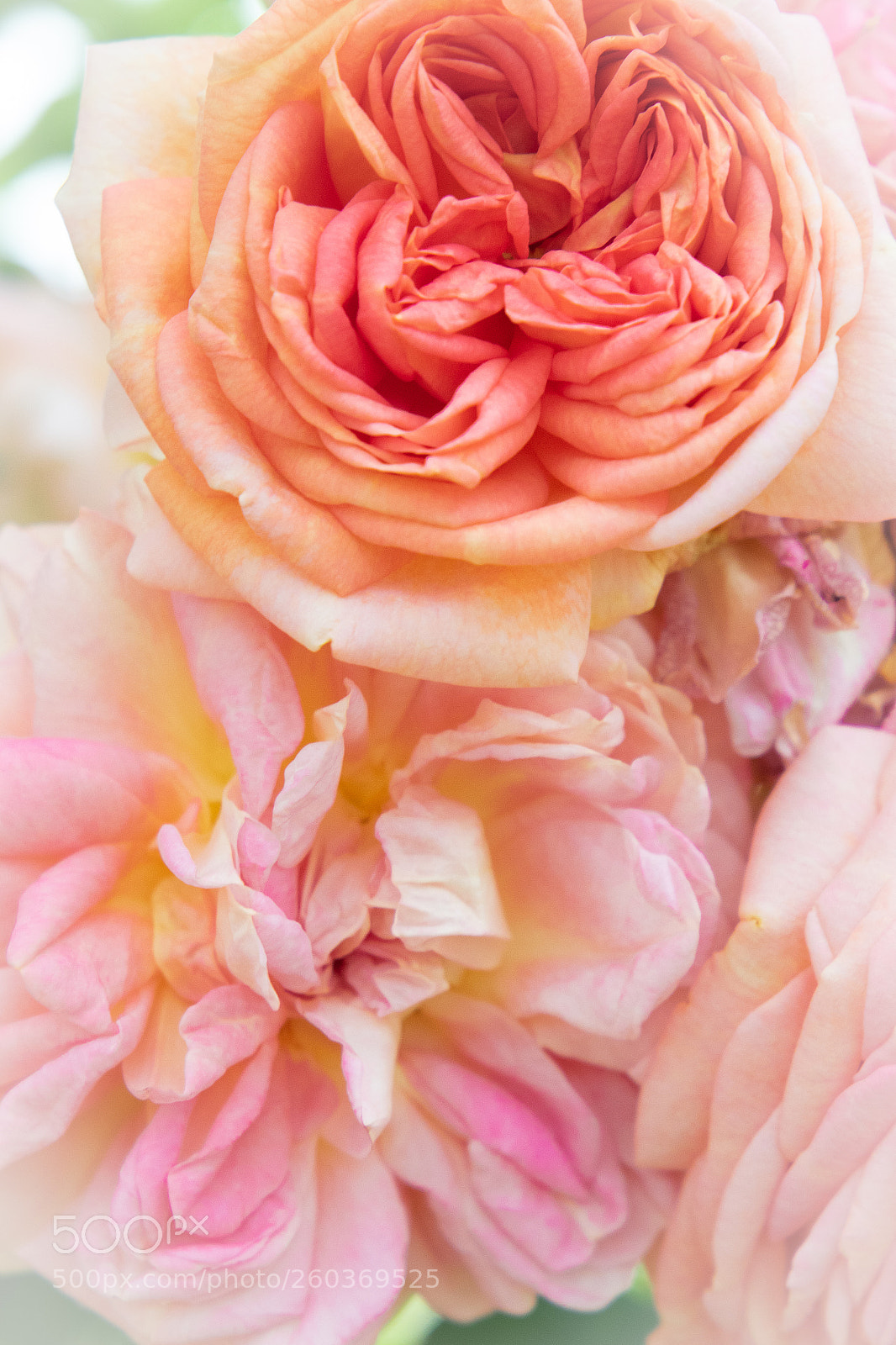 Canon EOS 7D Mark II sample photo. English rose photography