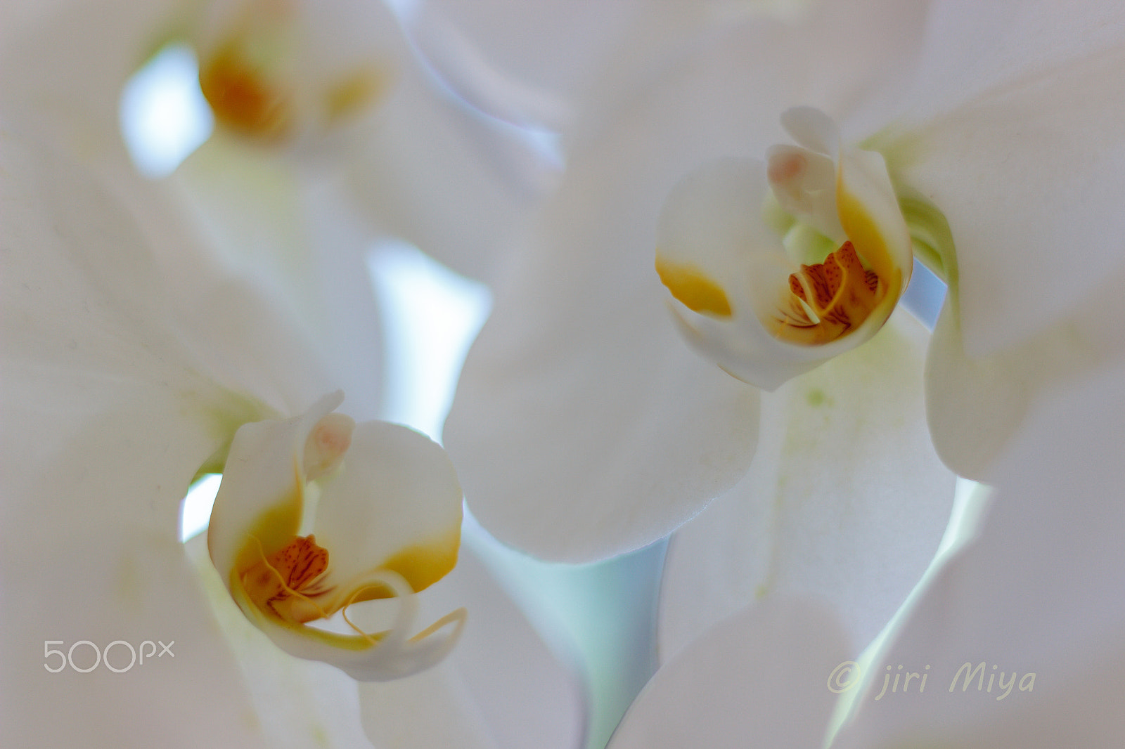Canon EOS 600D (Rebel EOS T3i / EOS Kiss X5) sample photo. Orchids photography