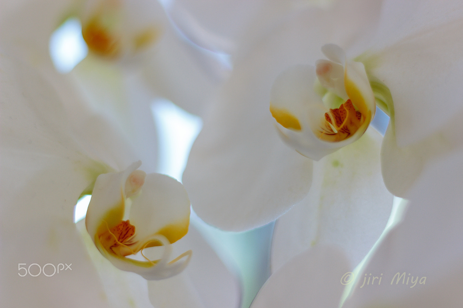 Canon EOS 600D (Rebel EOS T3i / EOS Kiss X5) sample photo. Orchids photography