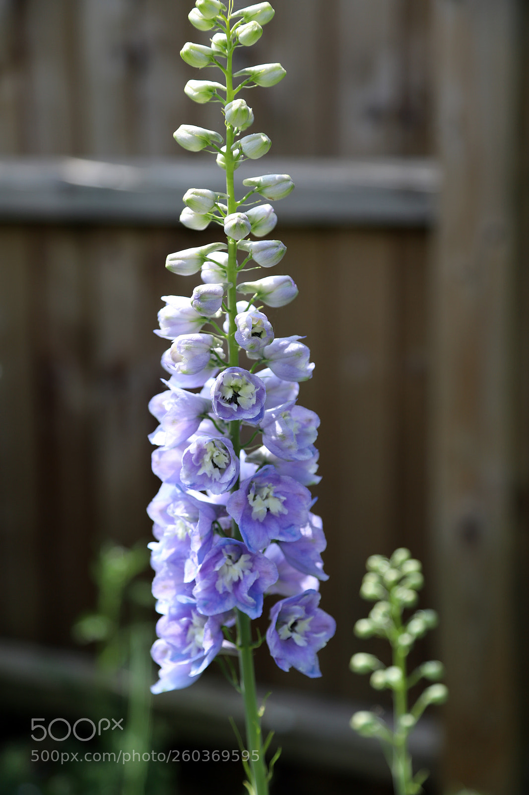 Canon EOS 6D Mark II sample photo. Flowers in the garden photography