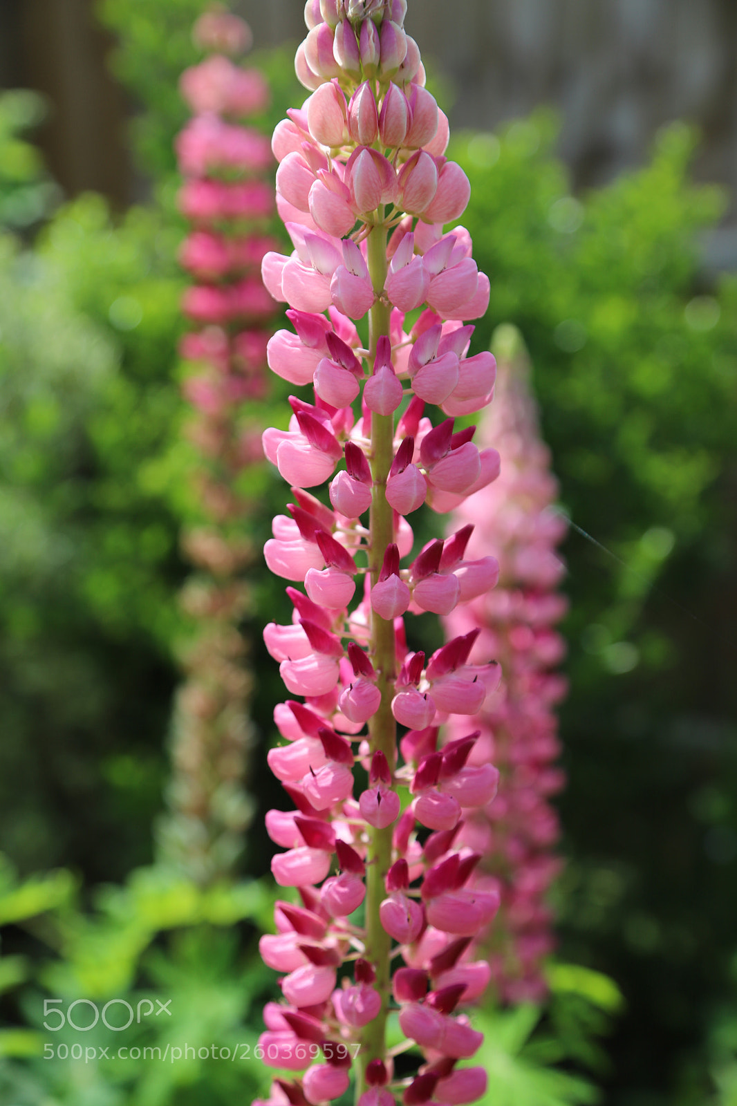 Canon EOS 6D Mark II sample photo. Flowers in the garden photography