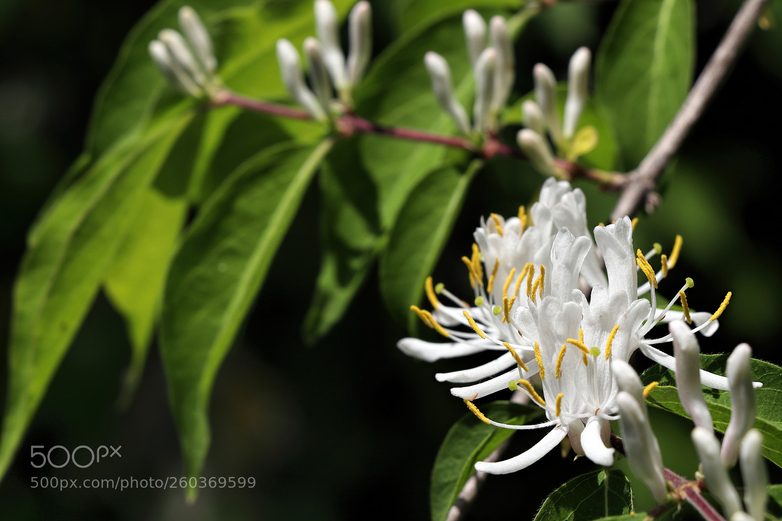 Canon EOS 77D (EOS 9000D / EOS 770D) sample photo. A flower photography