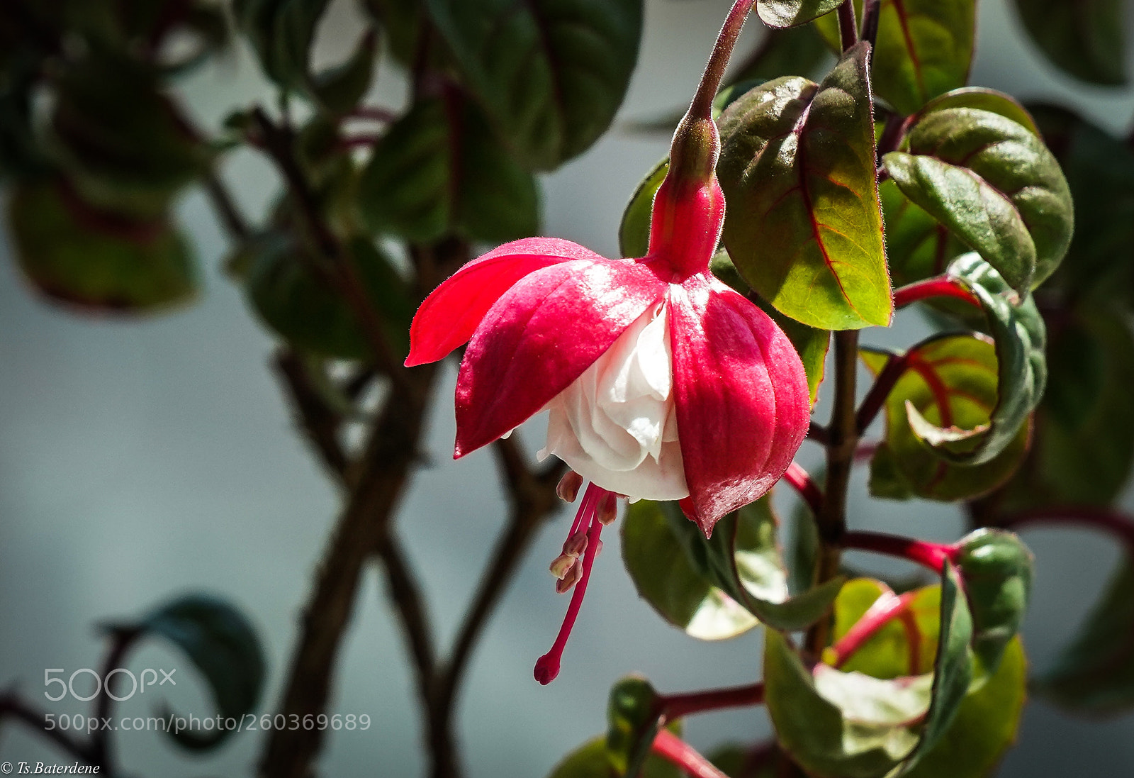 Sony a7R III sample photo. Wonderful flower
 photography