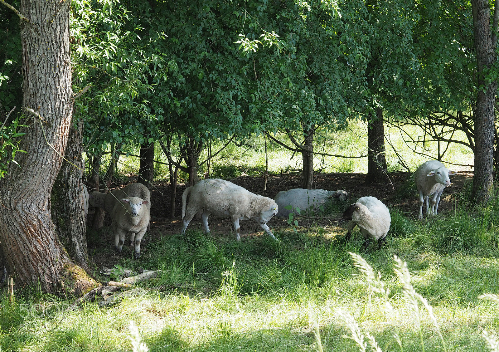 Olympus OM-D E-M10 sample photo. The grace of sheep photography