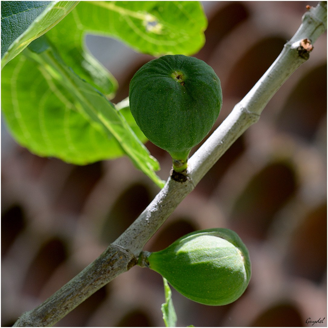 Nikon D5200 sample photo. Figues photography