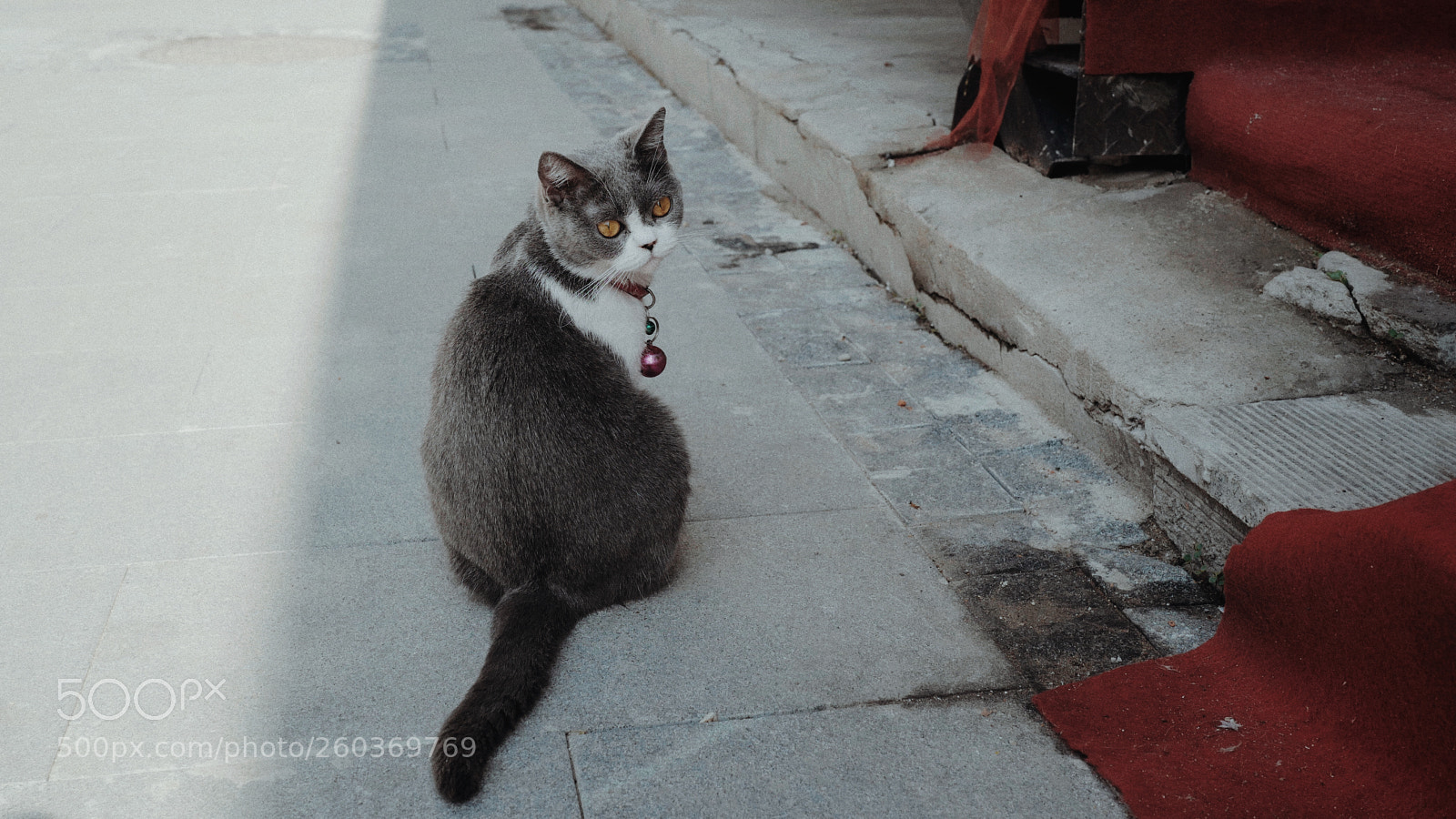 Leica Q (Typ 116) sample photo. A cat photography