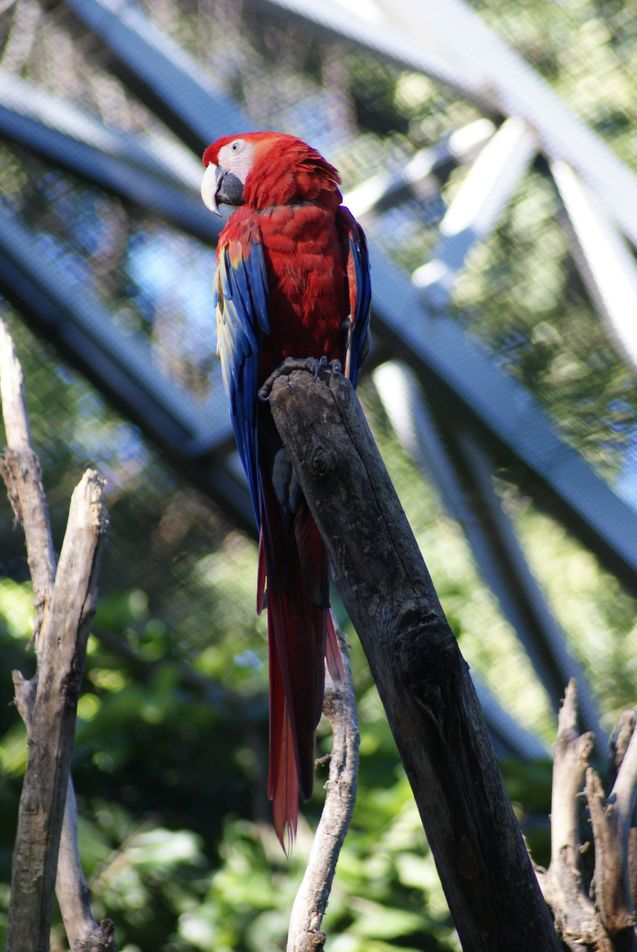 Sony 75-300mm F4.5-5.6 sample photo. Guacamaya photography