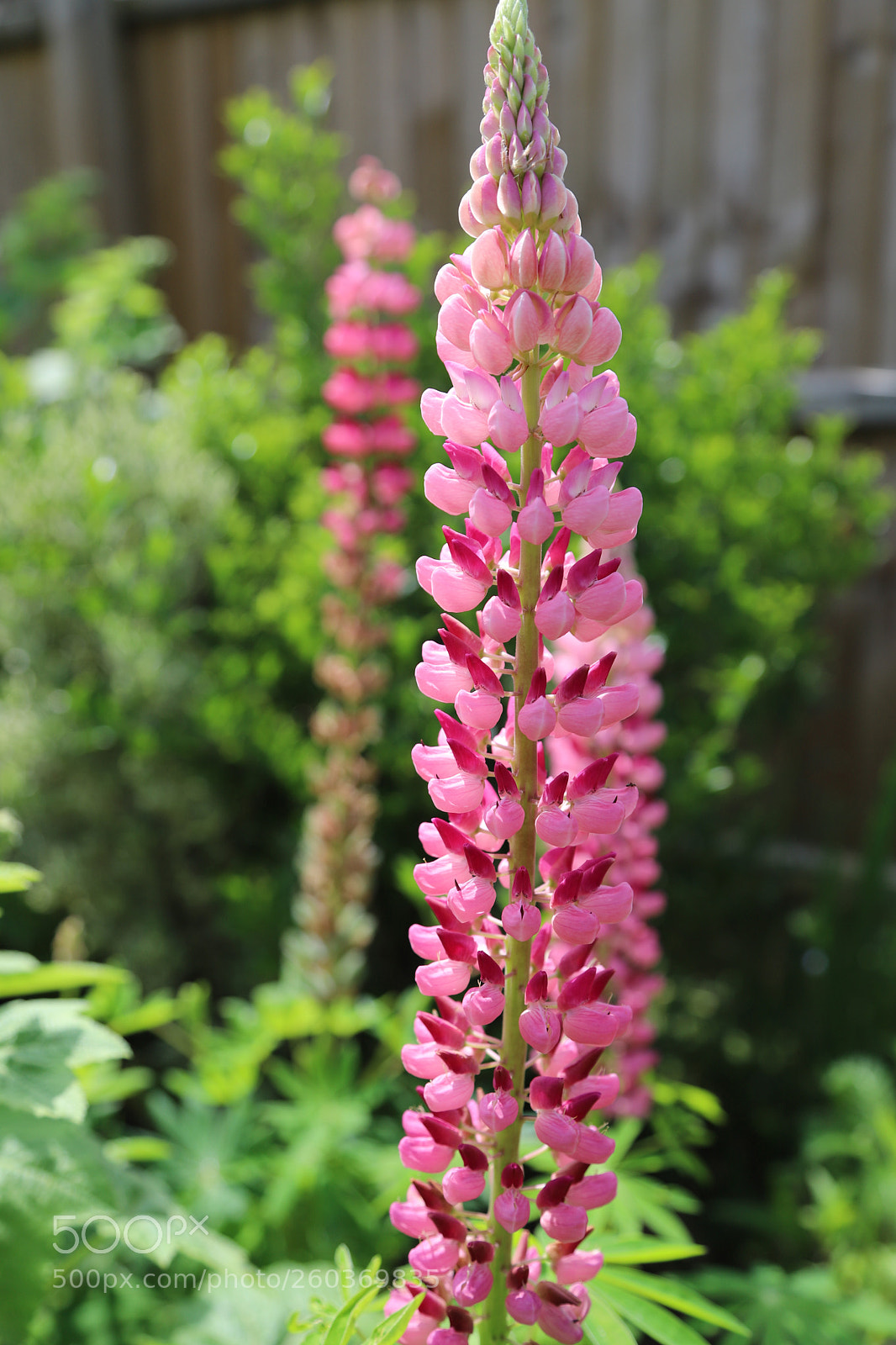 Canon EOS 6D Mark II sample photo. Flowers in the garden photography
