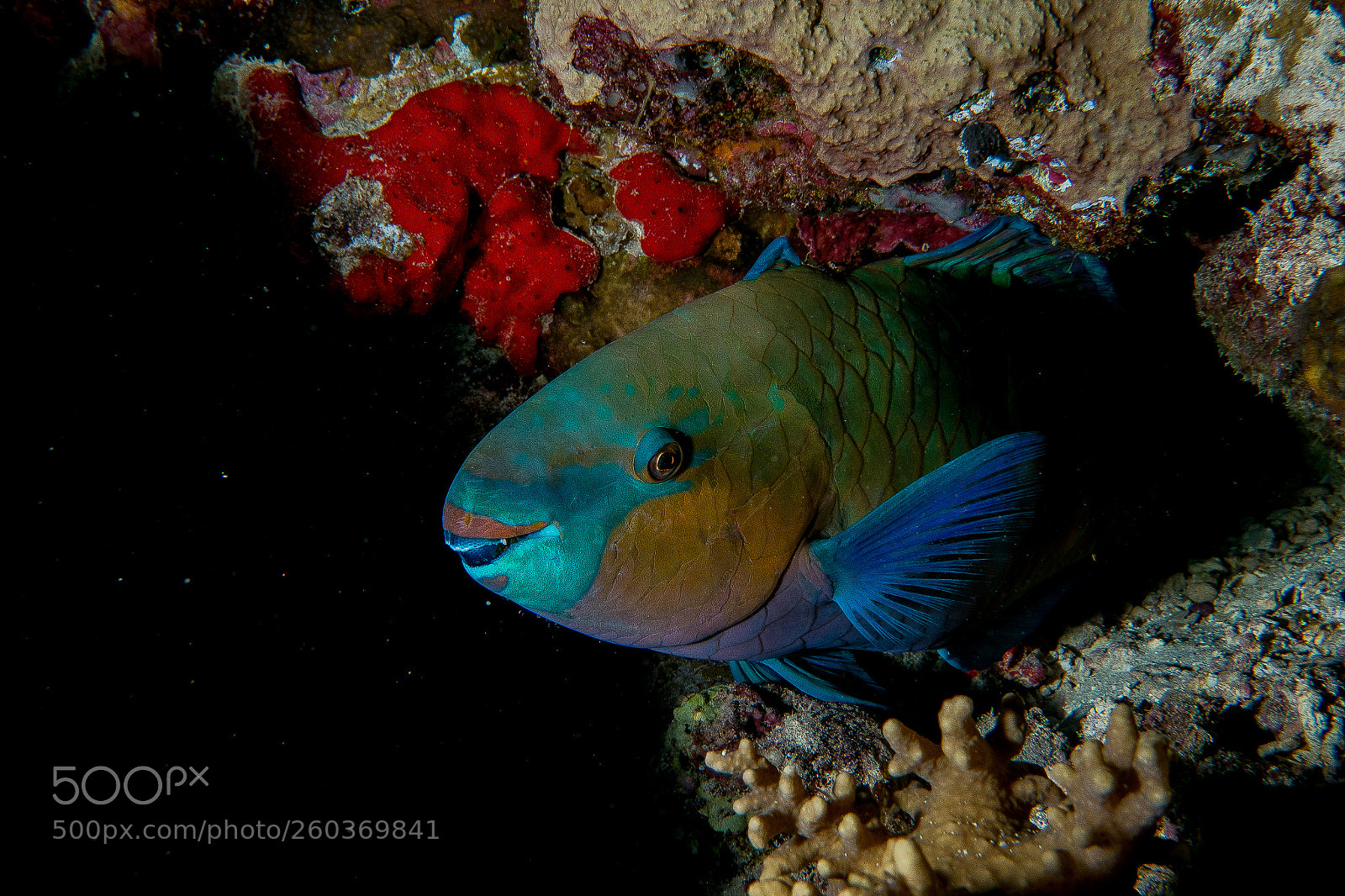 Panasonic Lumix DMC-LX10 (Lumix DMC-LX15) sample photo. Parrotfish resting on the photography