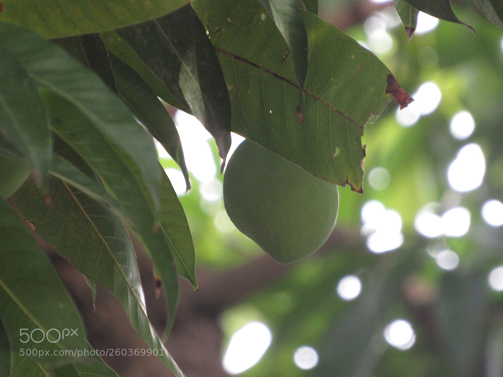Canon PowerShot SX530 HS sample photo. [] photography