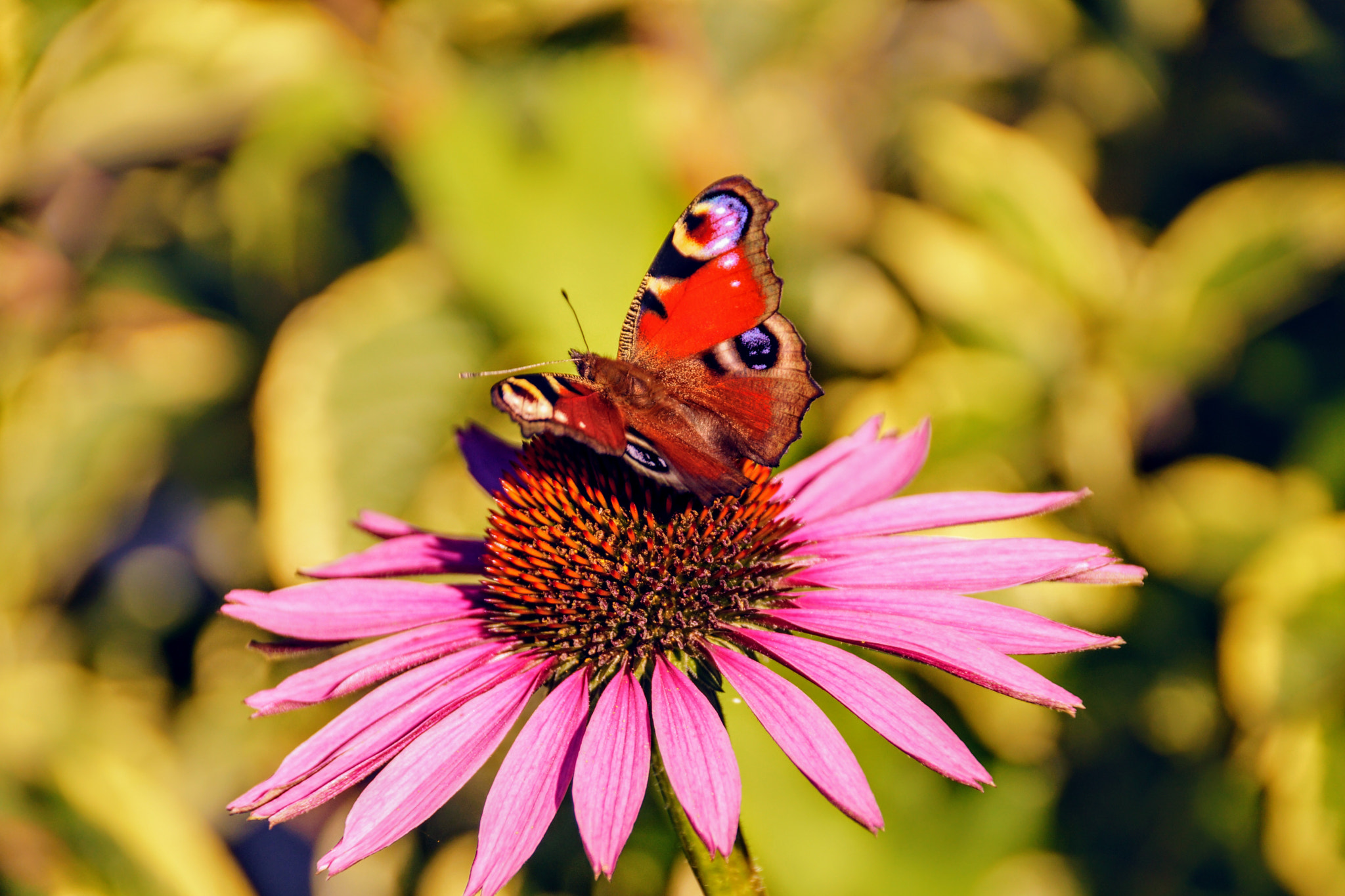 Sony DT 18-250mm F3.5-6.3 sample photo. In the garden photography