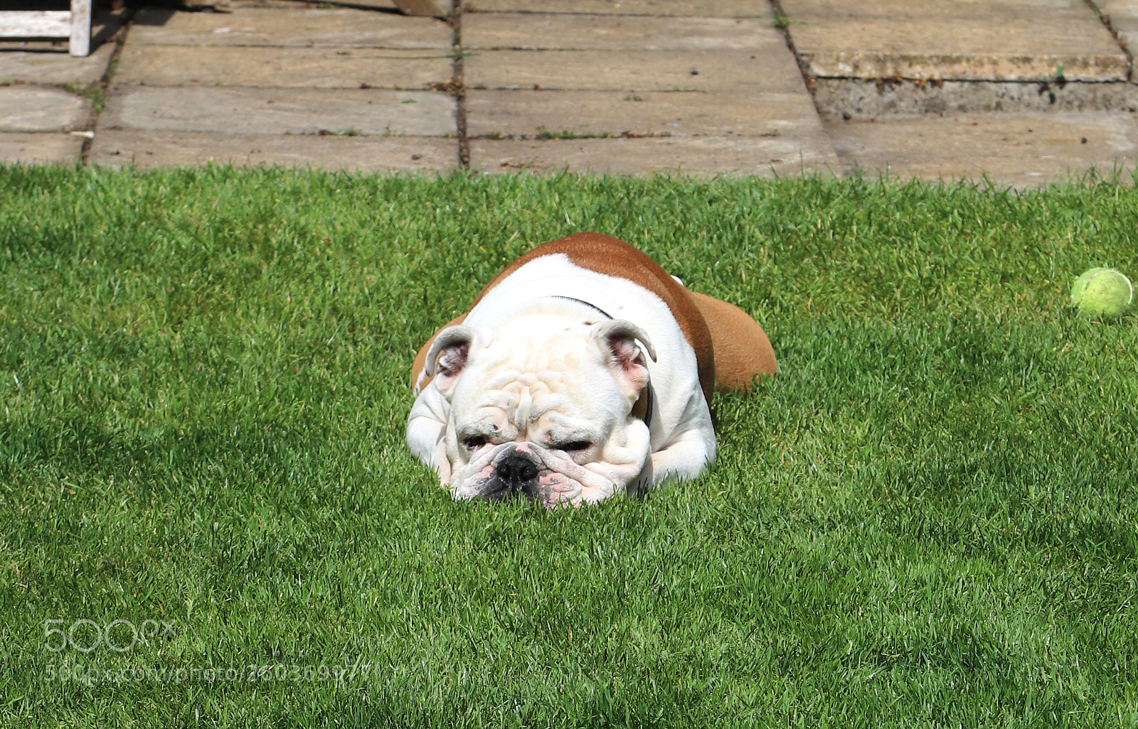 Canon EOS 6D Mark II sample photo. Poppy the english bulldog photography