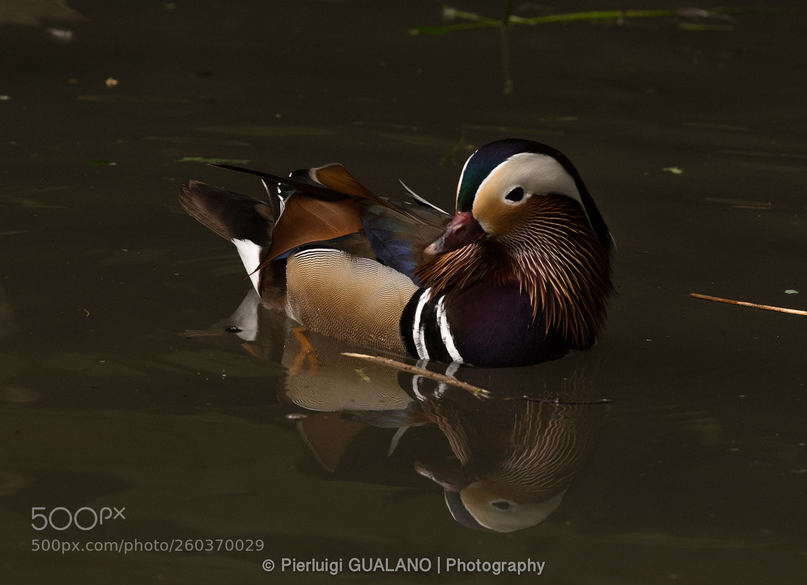 Nikon D850 sample photo. Mandarin duck photography