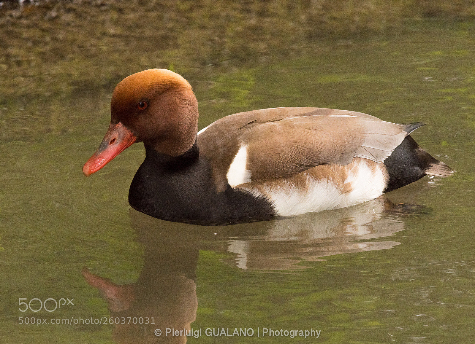Nikon D850 sample photo. Duck photography