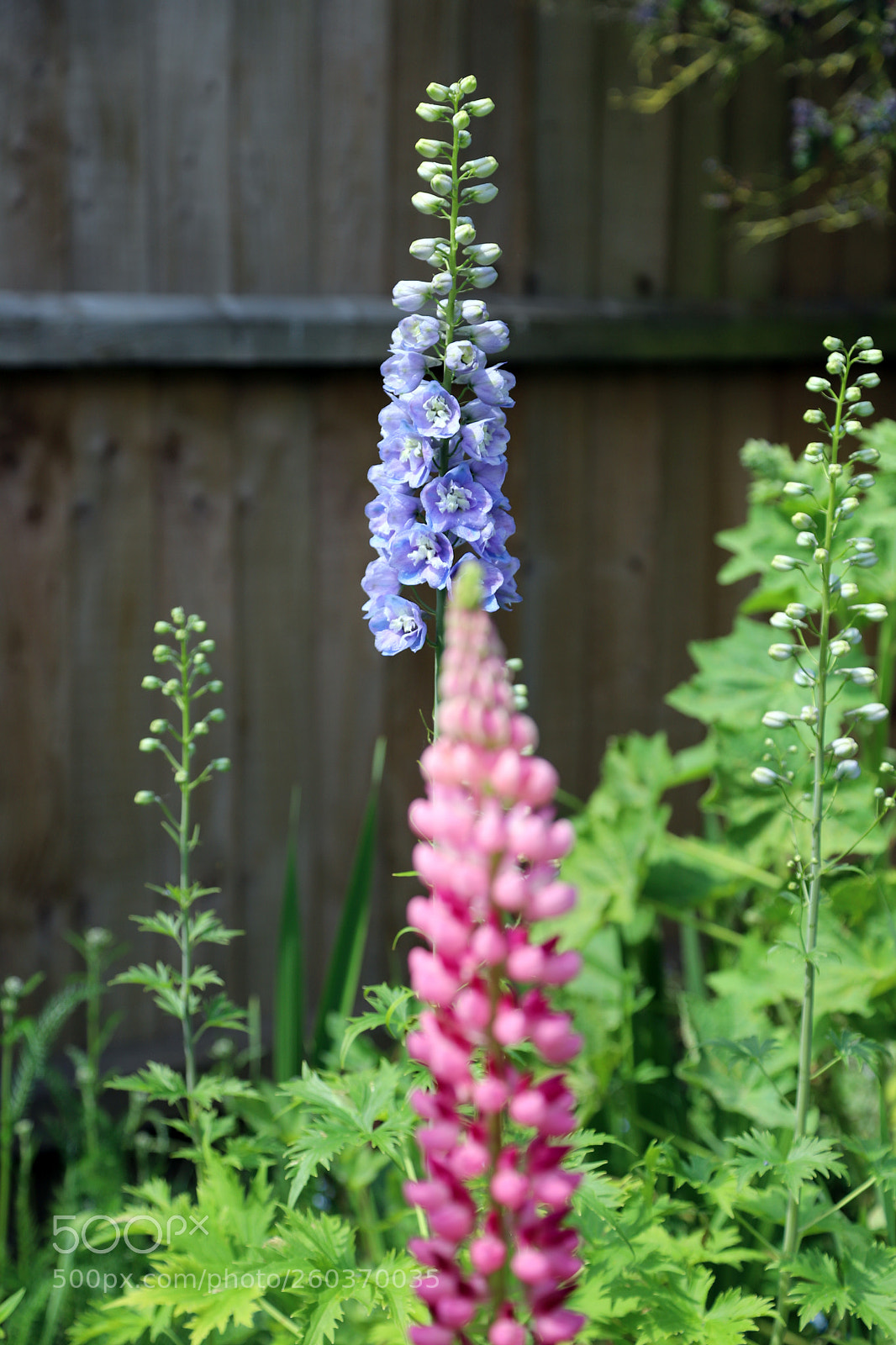Canon EOS 6D Mark II sample photo. Flowers in the garden photography