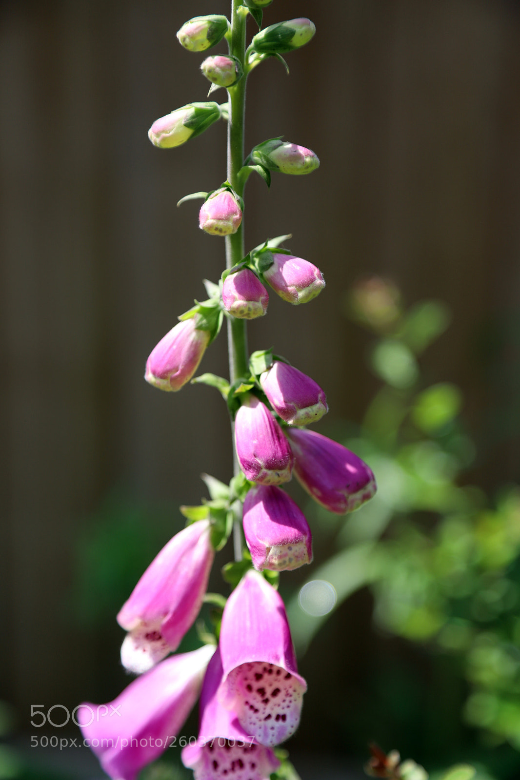 Canon EOS 6D Mark II sample photo. Flowers in the garden photography