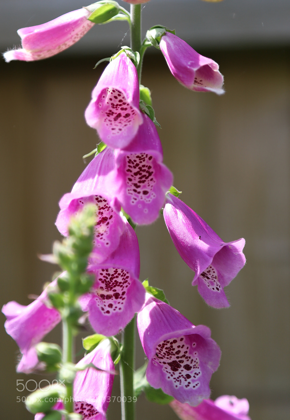 Canon EOS 6D Mark II sample photo. Flowers in the garden photography