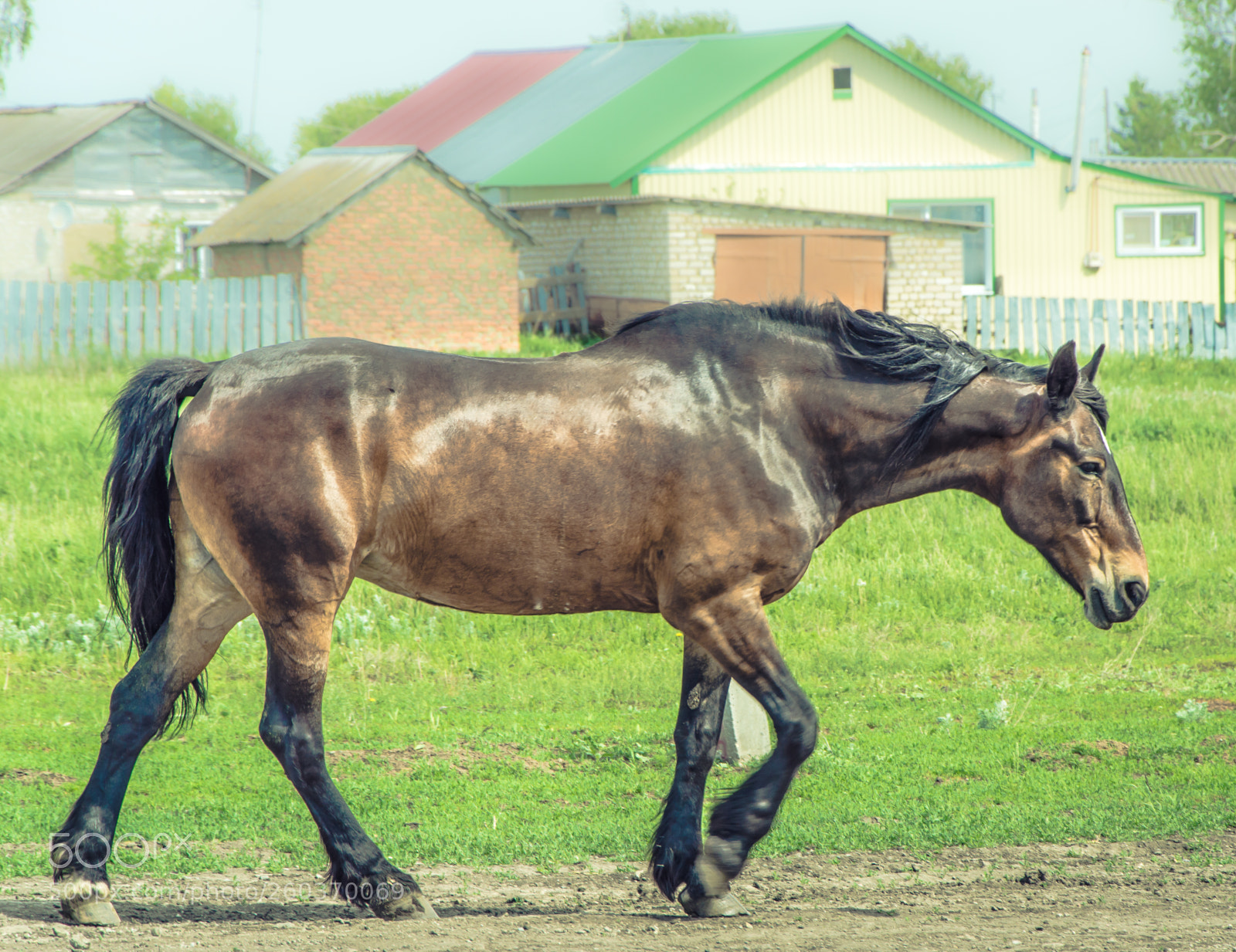 Nikon D3200 sample photo. Tired horse/ Усталый конь photography