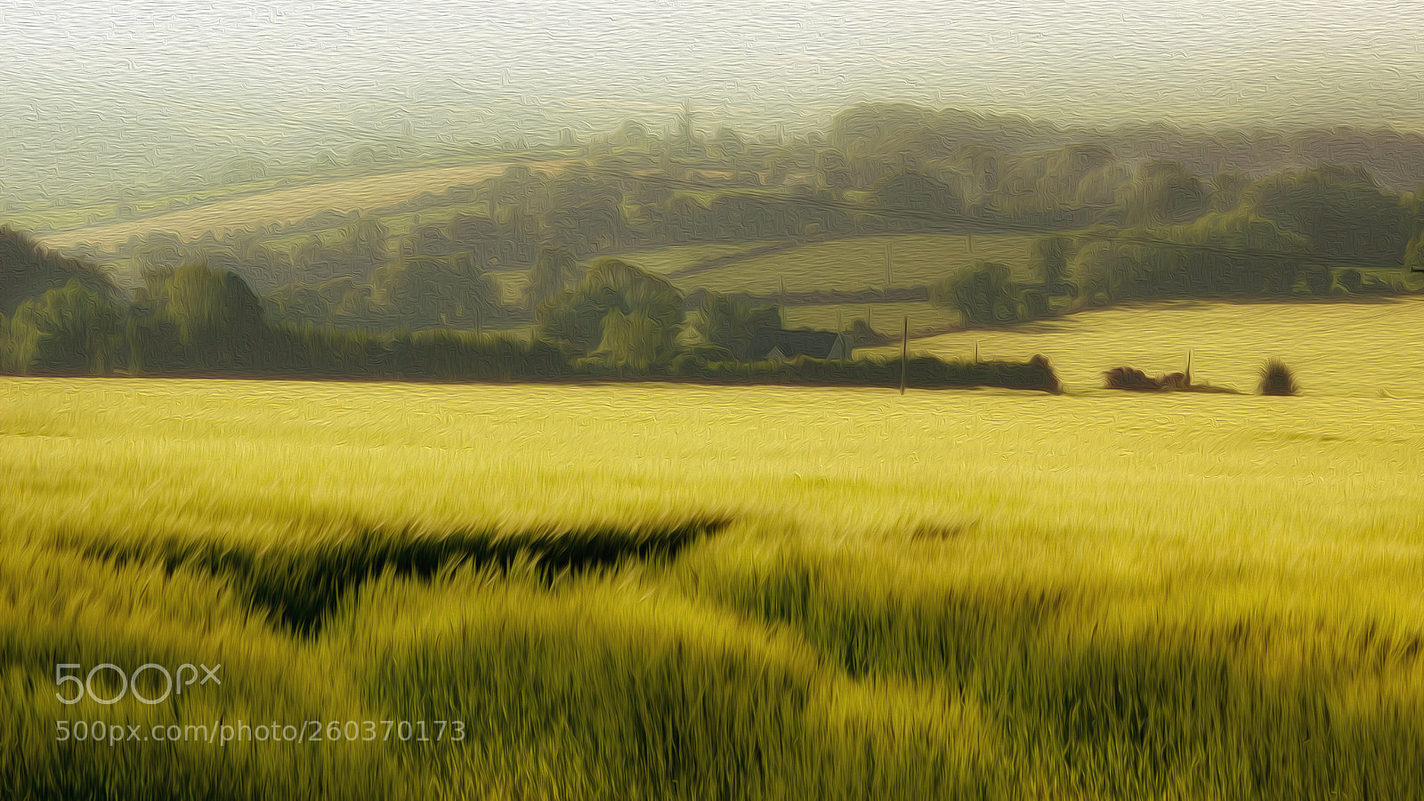 Canon EOS 600D (Rebel EOS T3i / EOS Kiss X5) sample photo. Summers fluffy field photography