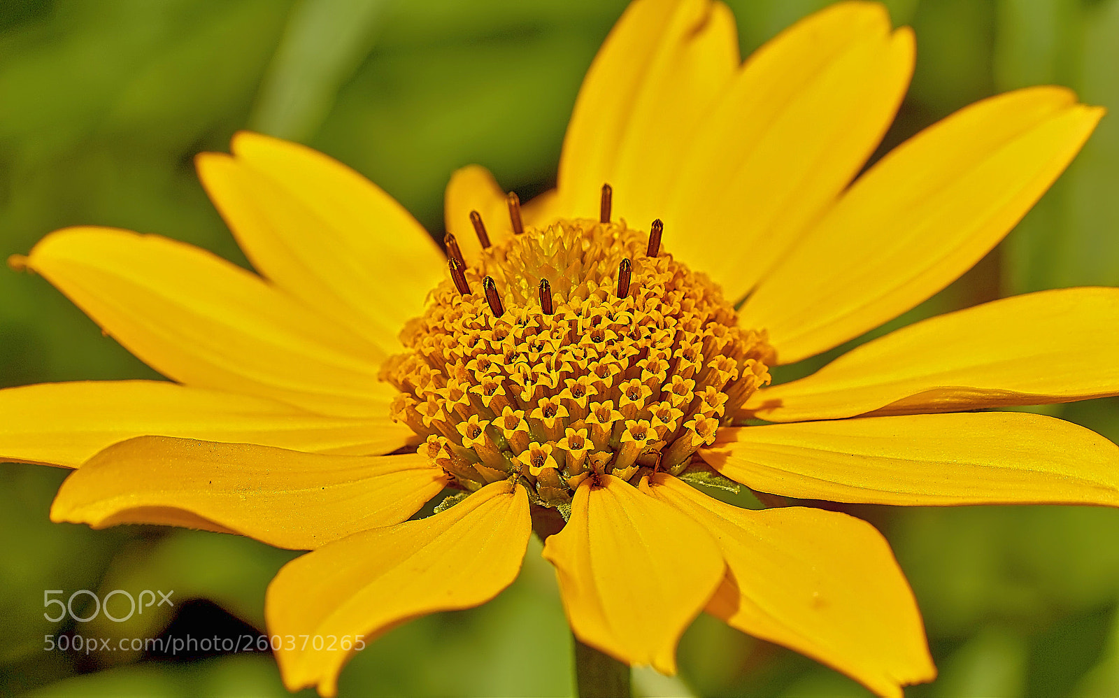 Canon EOS 550D (EOS Rebel T2i / EOS Kiss X4) sample photo. Komplexe blume photography