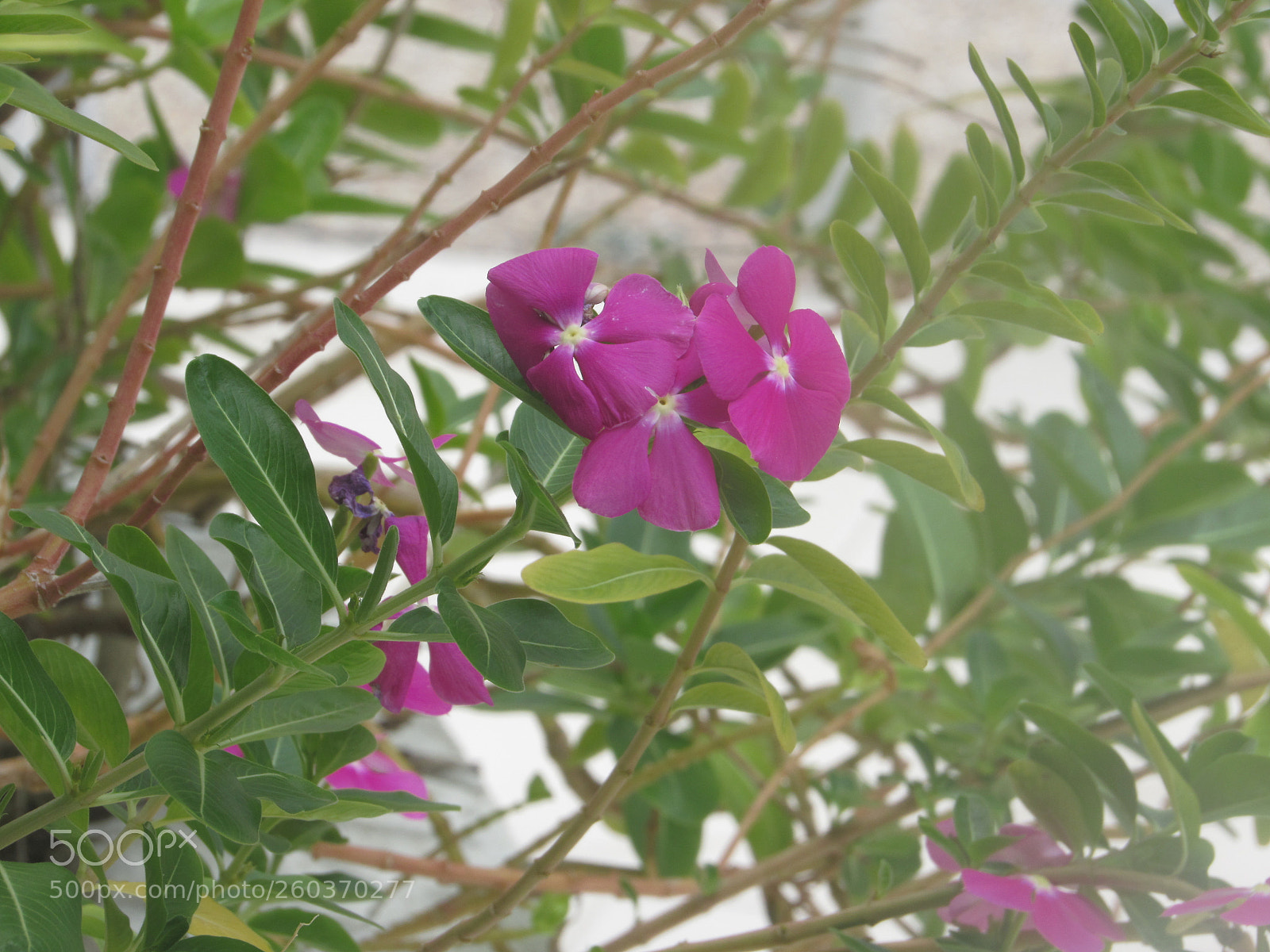 Canon PowerShot SX530 HS sample photo. [] photography