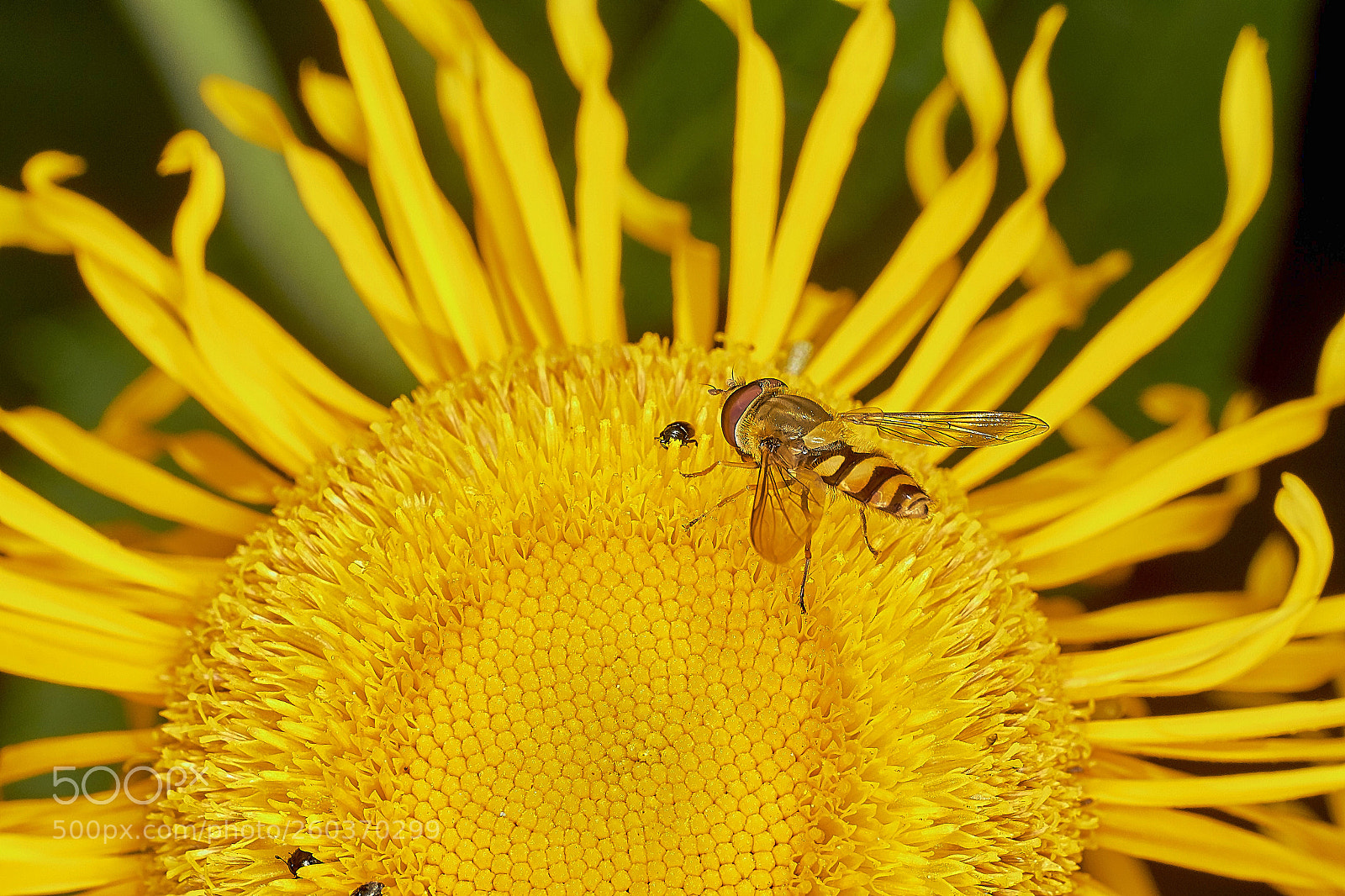 Canon EOS 550D (EOS Rebel T2i / EOS Kiss X4) sample photo. Blume und insekten photography