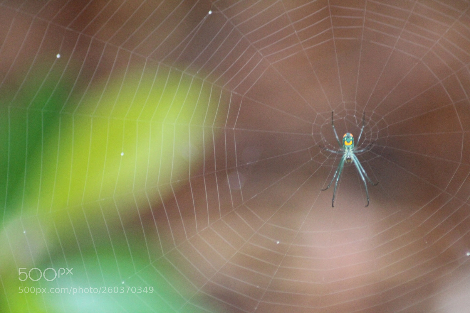 Canon EOS 1300D (EOS Rebel T6 / EOS Kiss X80) sample photo. Smiling spider  photography