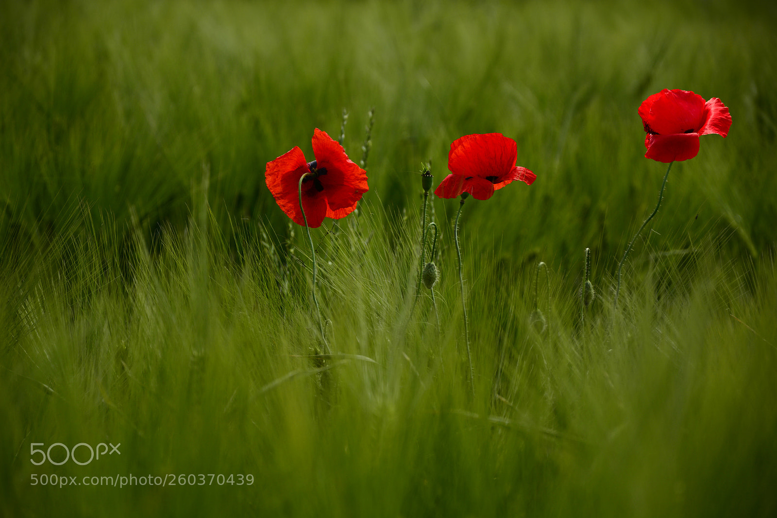 Nikon D7100 sample photo. Poppies photography