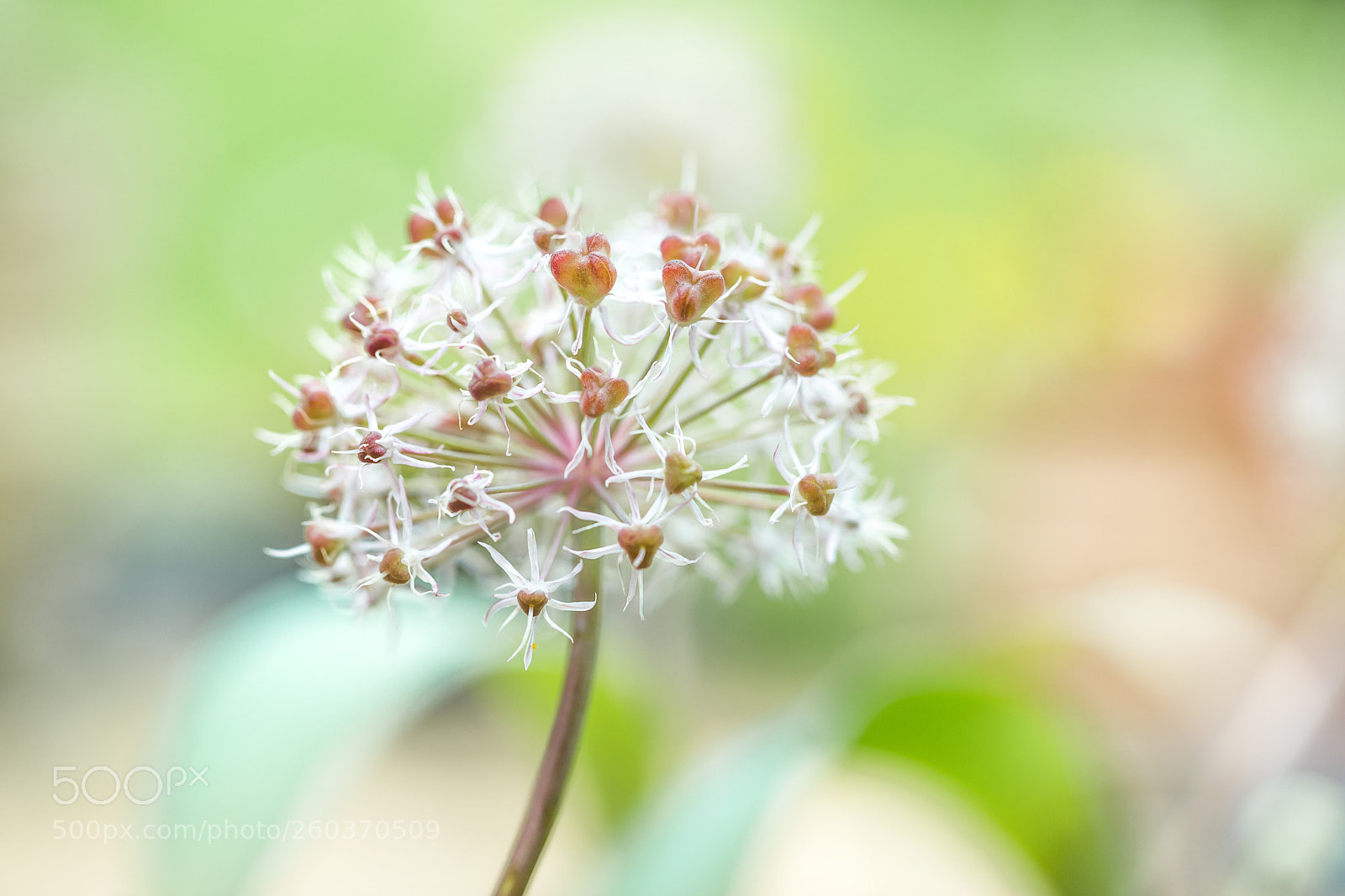 Canon EOS 6D sample photo. Allium photography