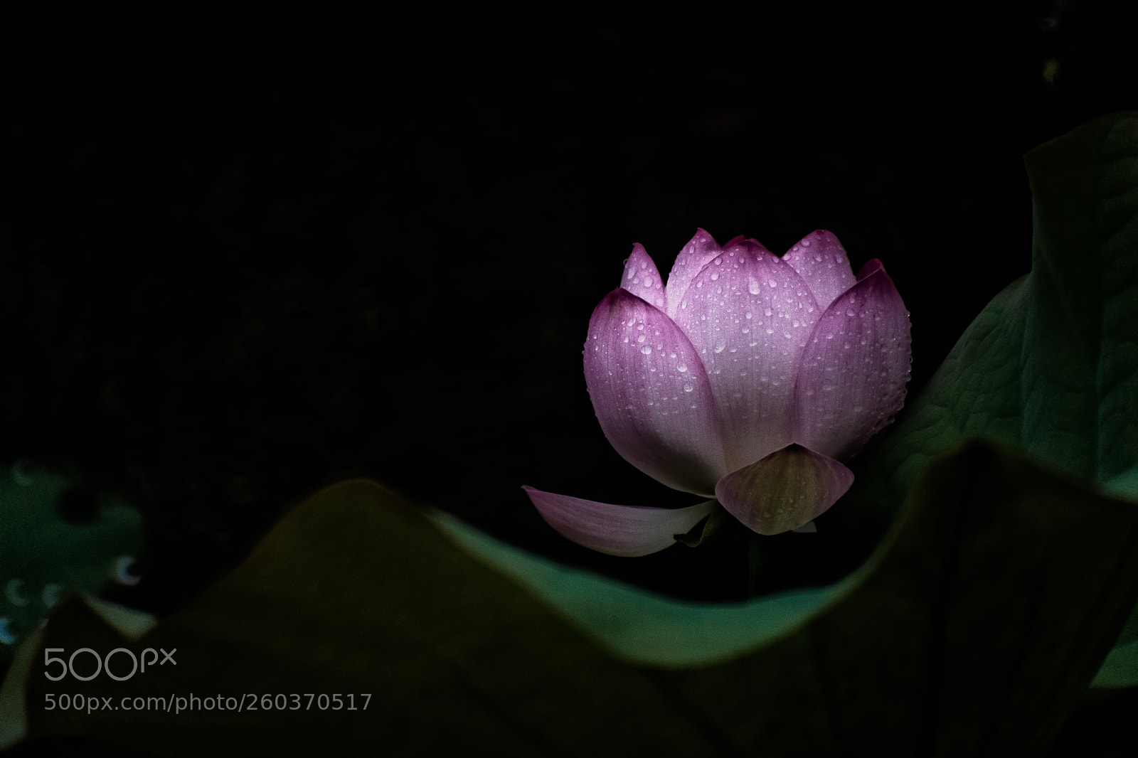 Nikon D7200 sample photo. Lotus photography