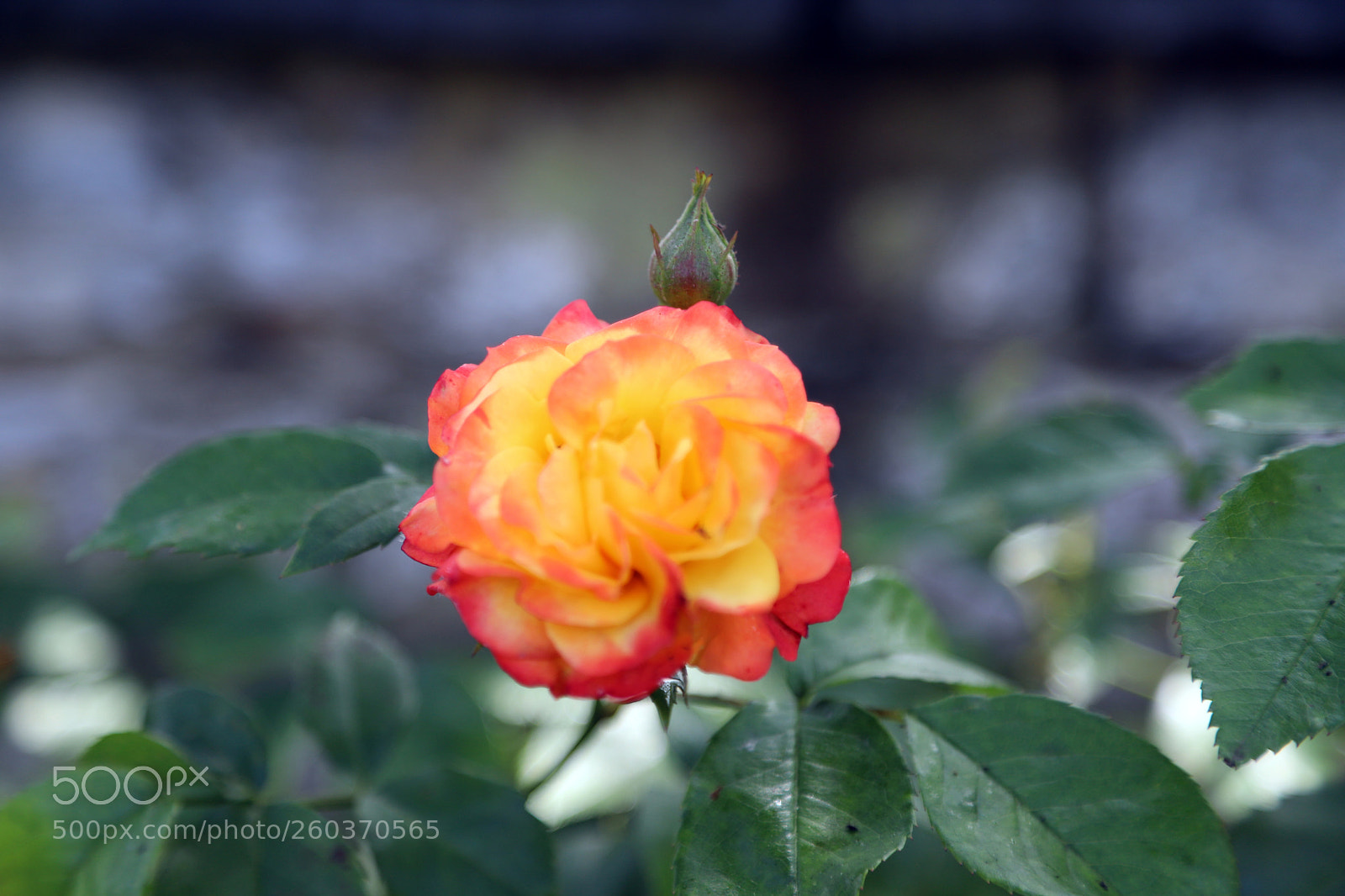 Canon EOS 6D Mark II sample photo. Flowers in the garden photography