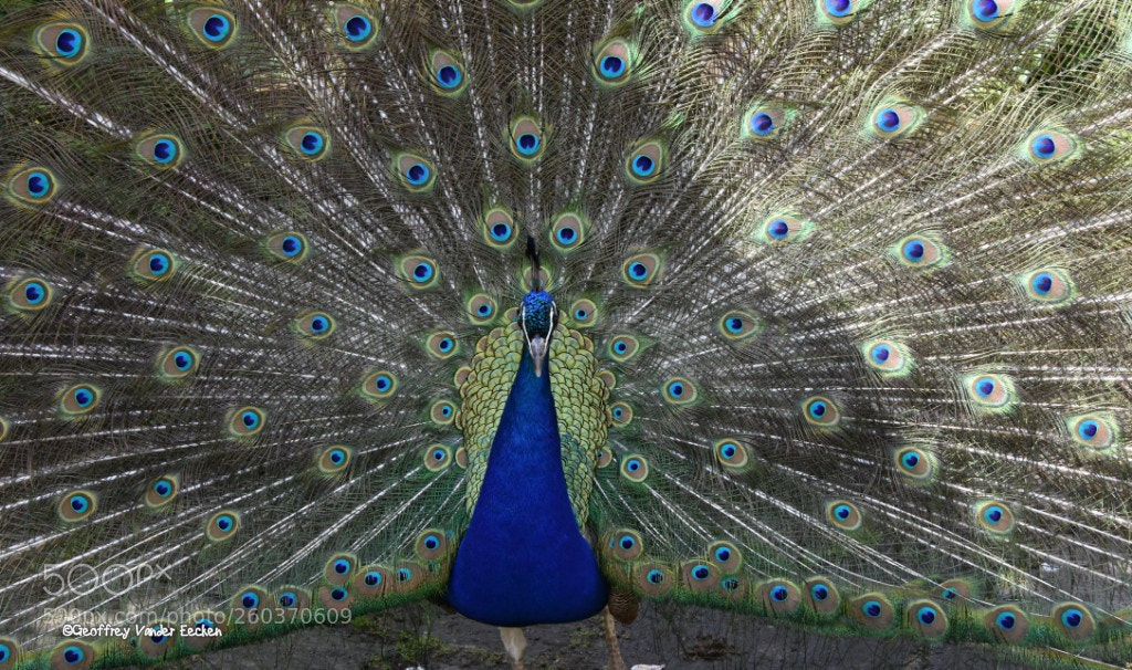 Nikon D7200 sample photo. Peacock photography